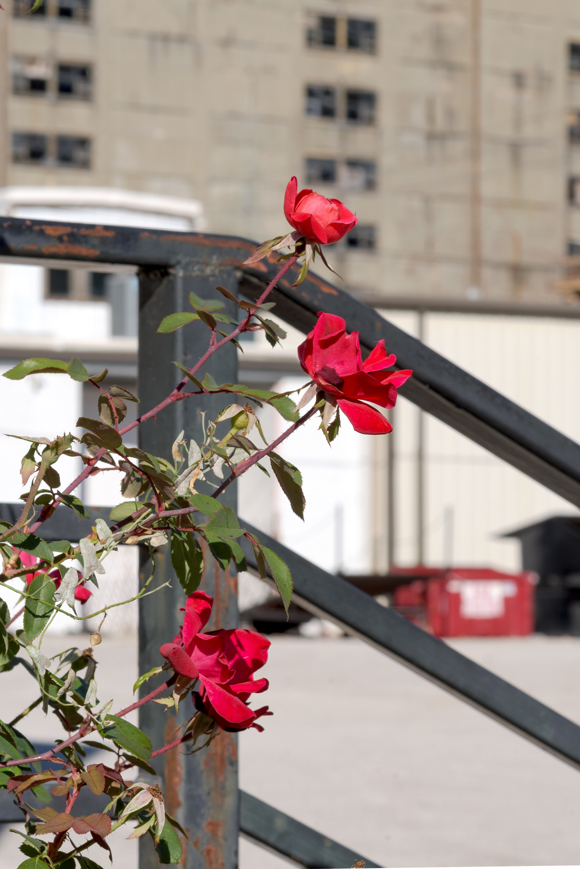 West Bottom Roses -- 2023