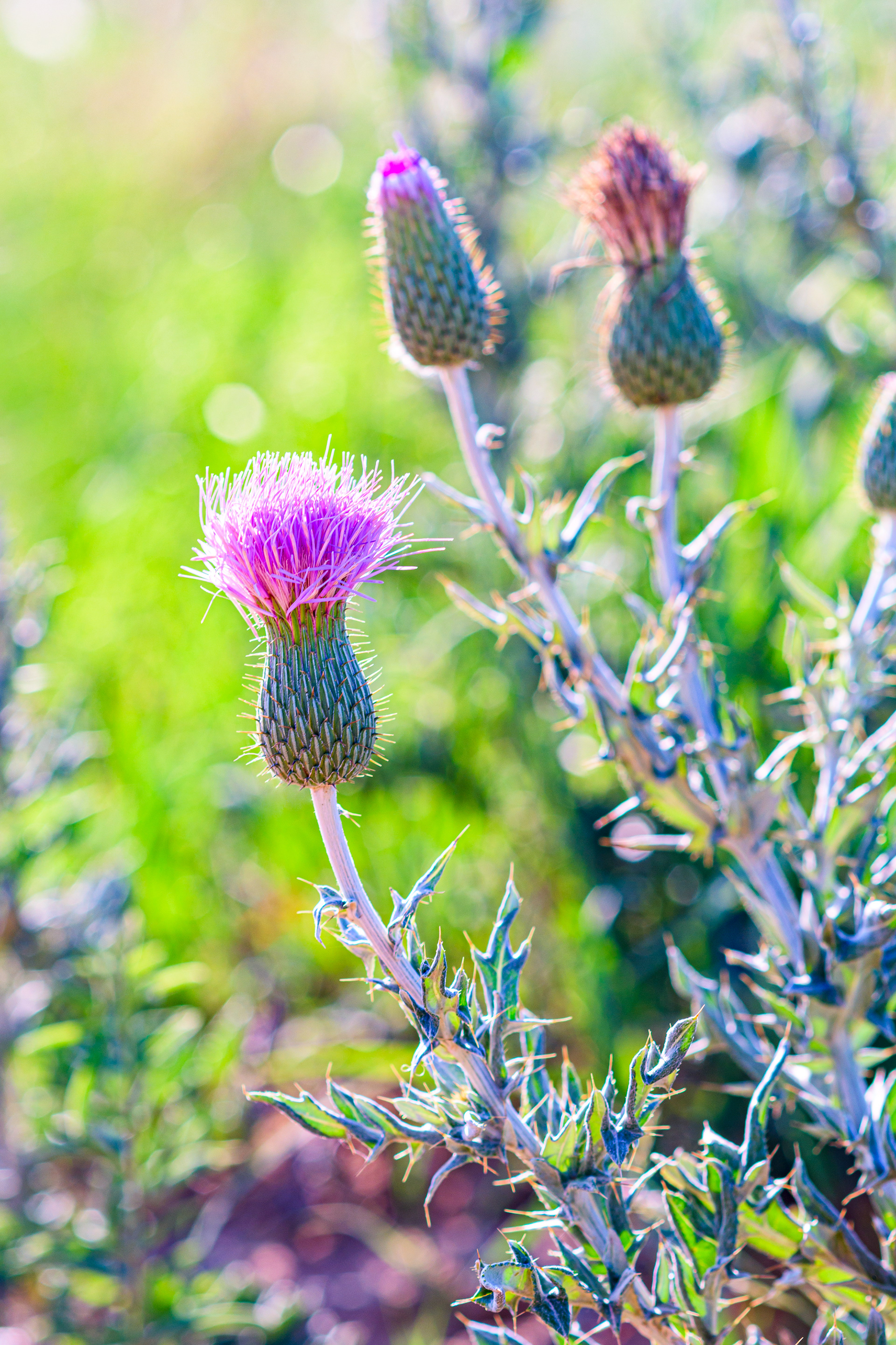 Maxwell Game Preserve: Thistles -- 2023