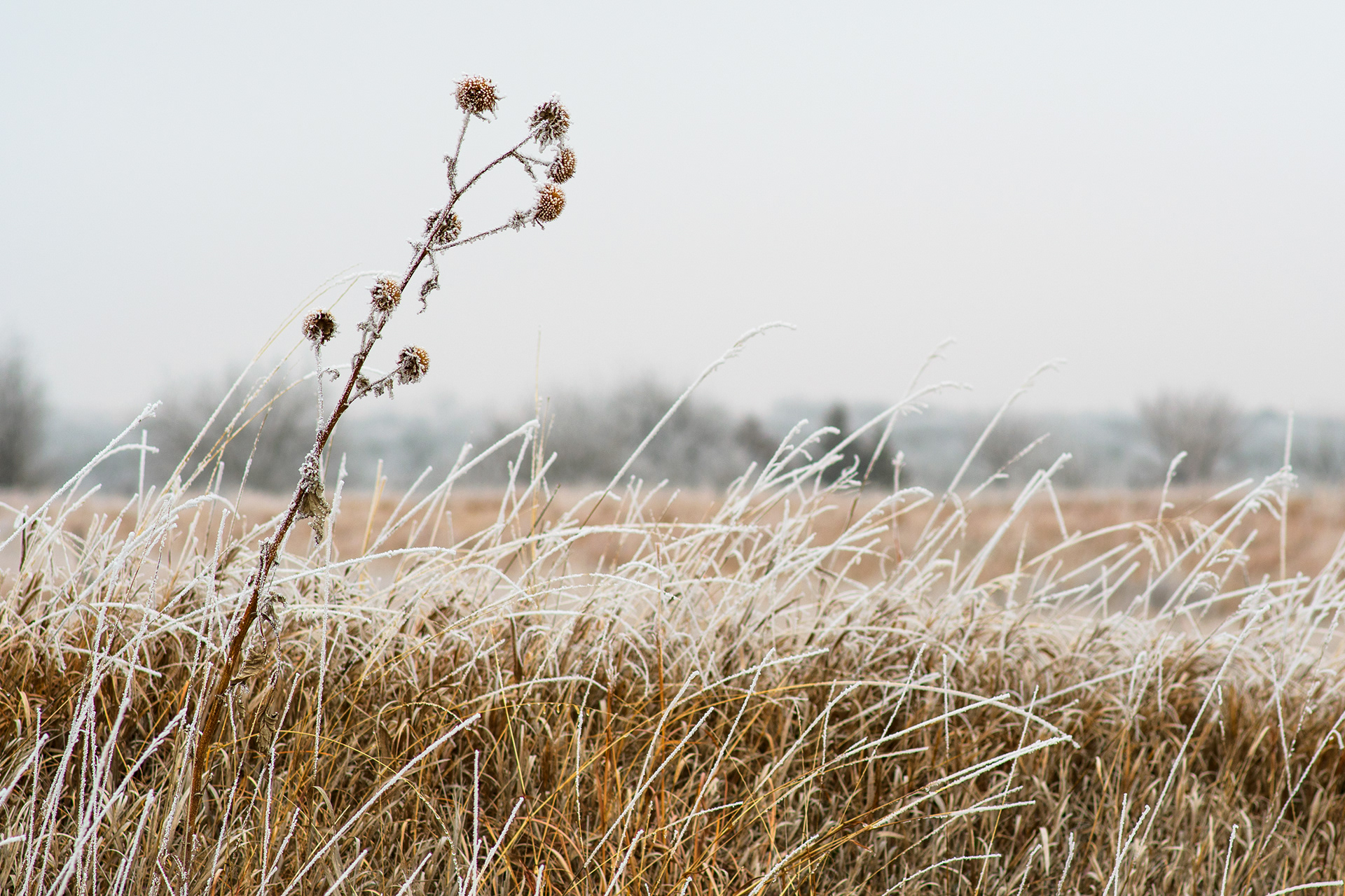 Maxwell Game Preserve: Winter Grass -- 2021