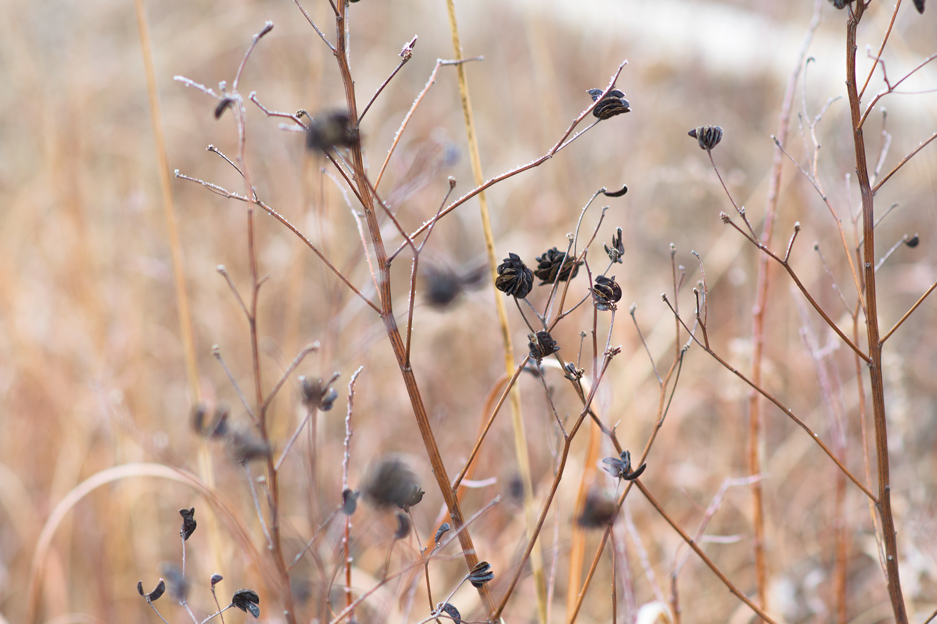 Maxwell Game Preserve: Winter Pods 2 -- 2021