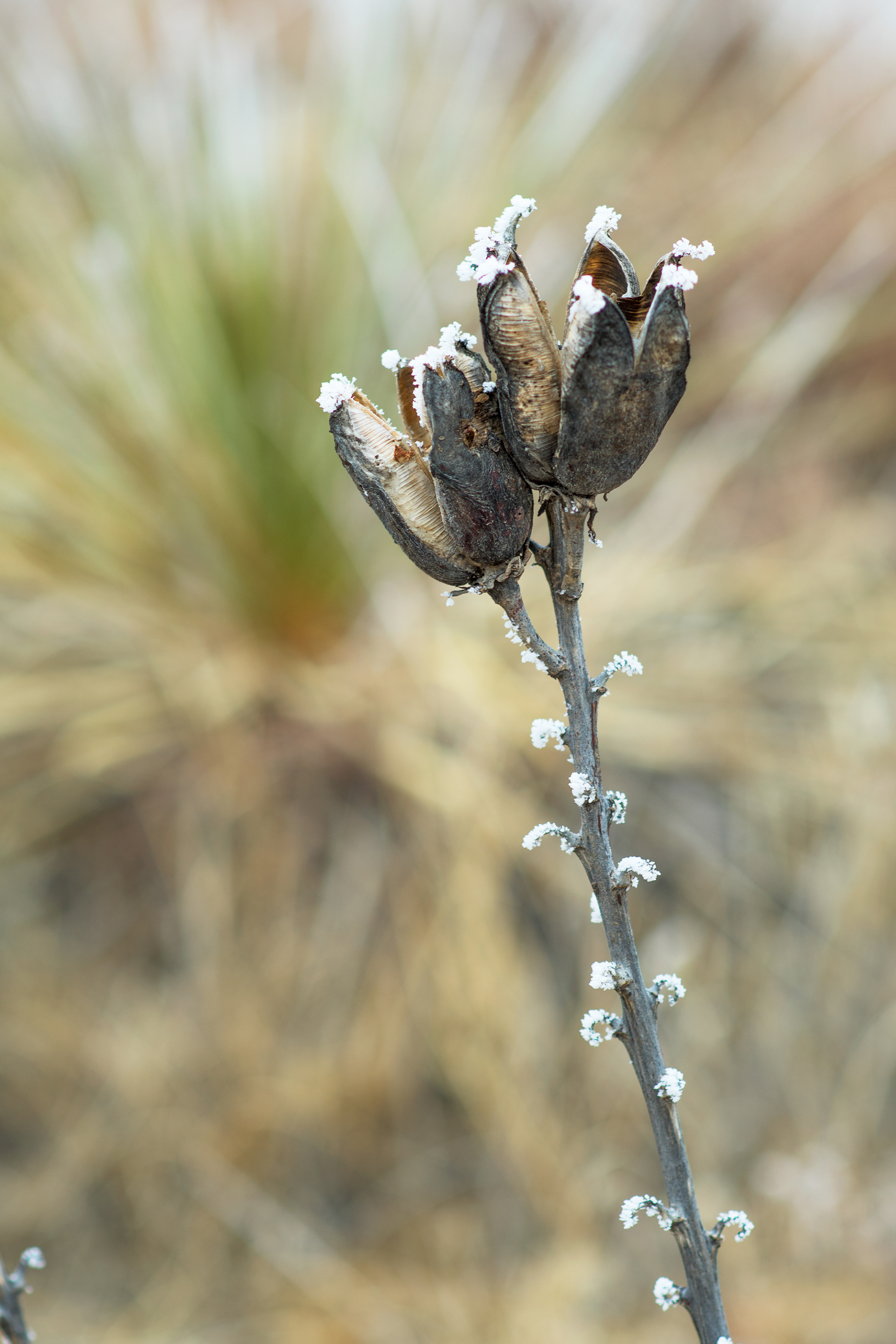 Maxwell Game Preserve: Winter Pods -- 2021