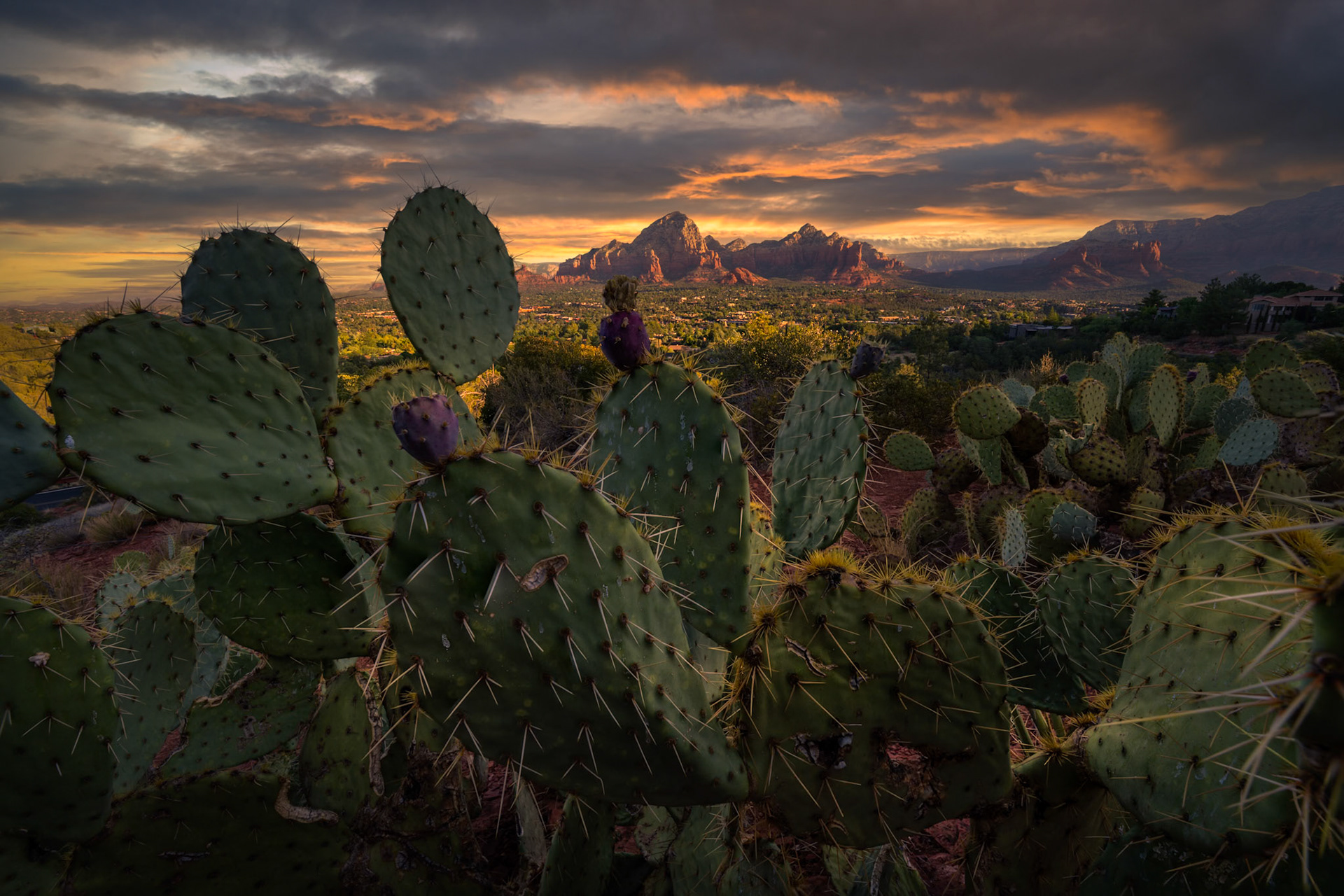 Sedona Cactus