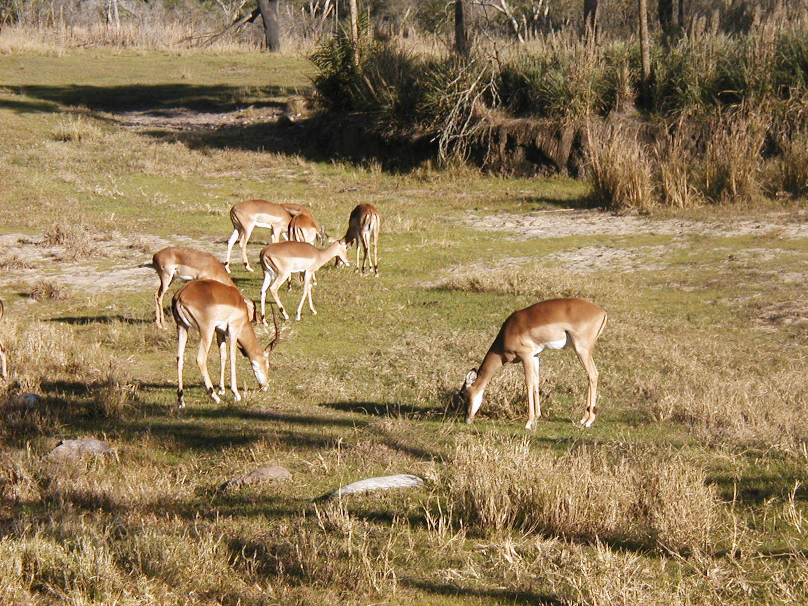 OLYMPUS DIGITAL CAMERA