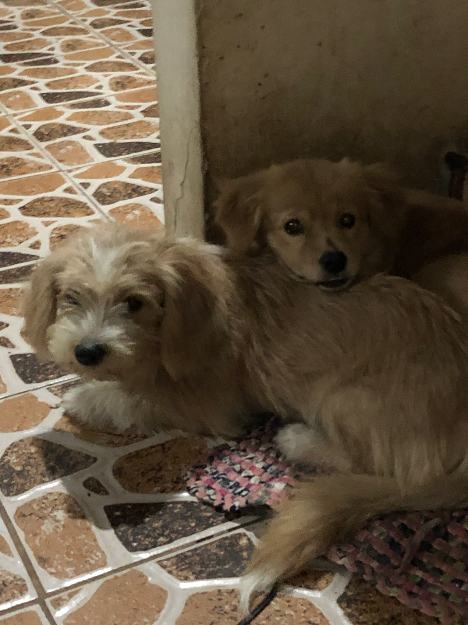 puppies in Bohol home