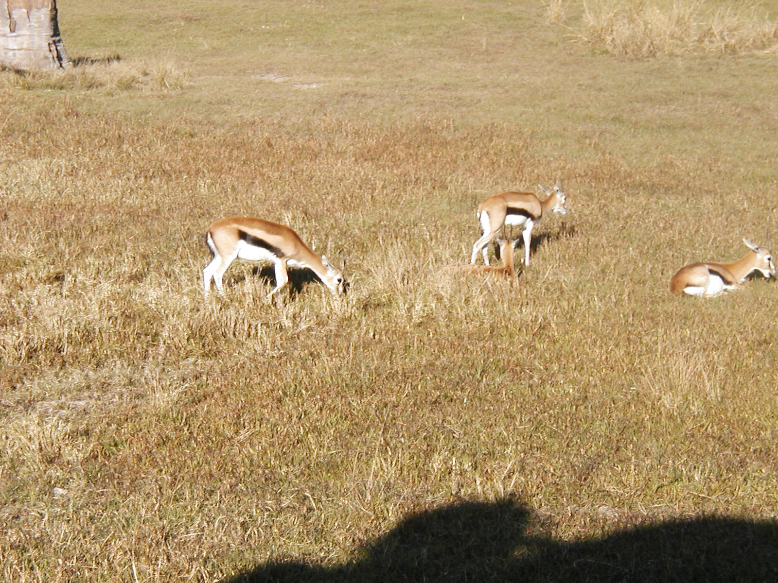 OLYMPUS DIGITAL CAMERA