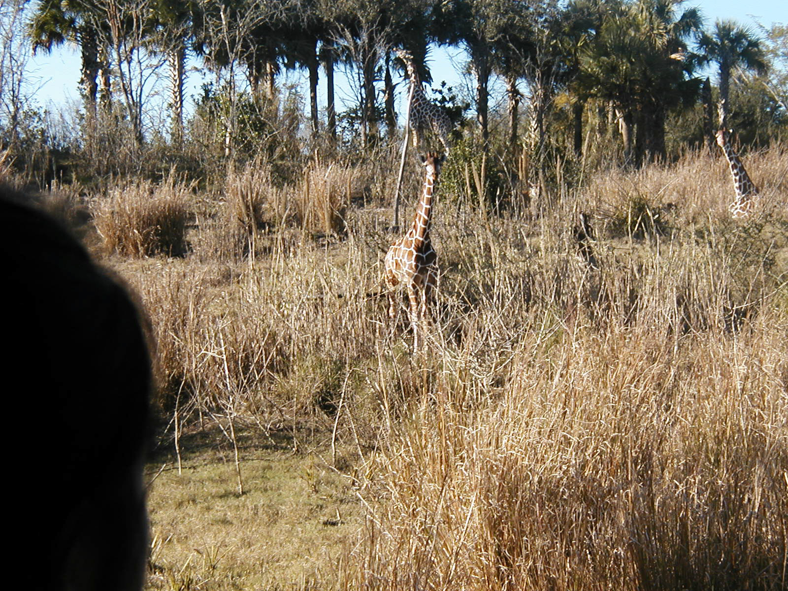 OLYMPUS DIGITAL CAMERA