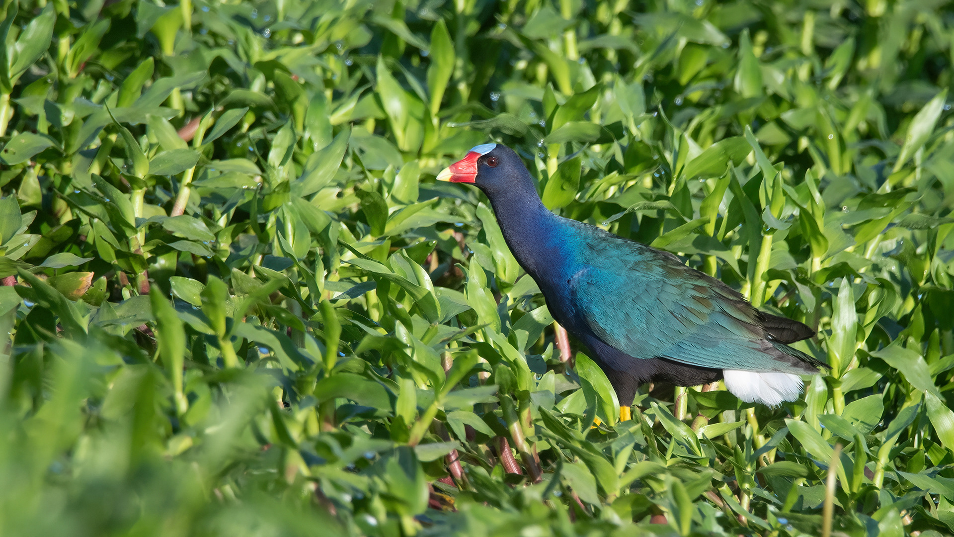 POLLONA AZUL