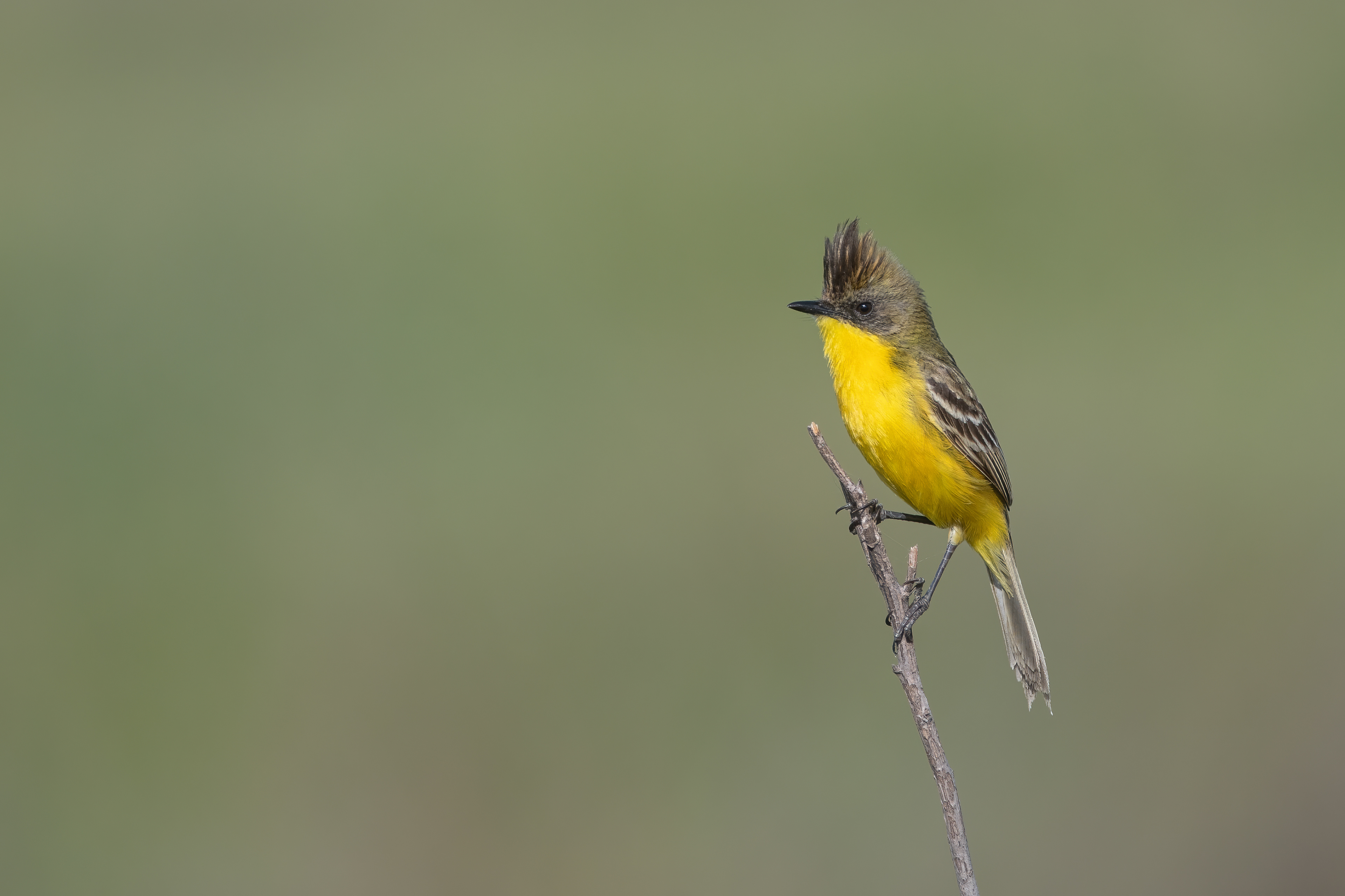 DORADITO COPETON