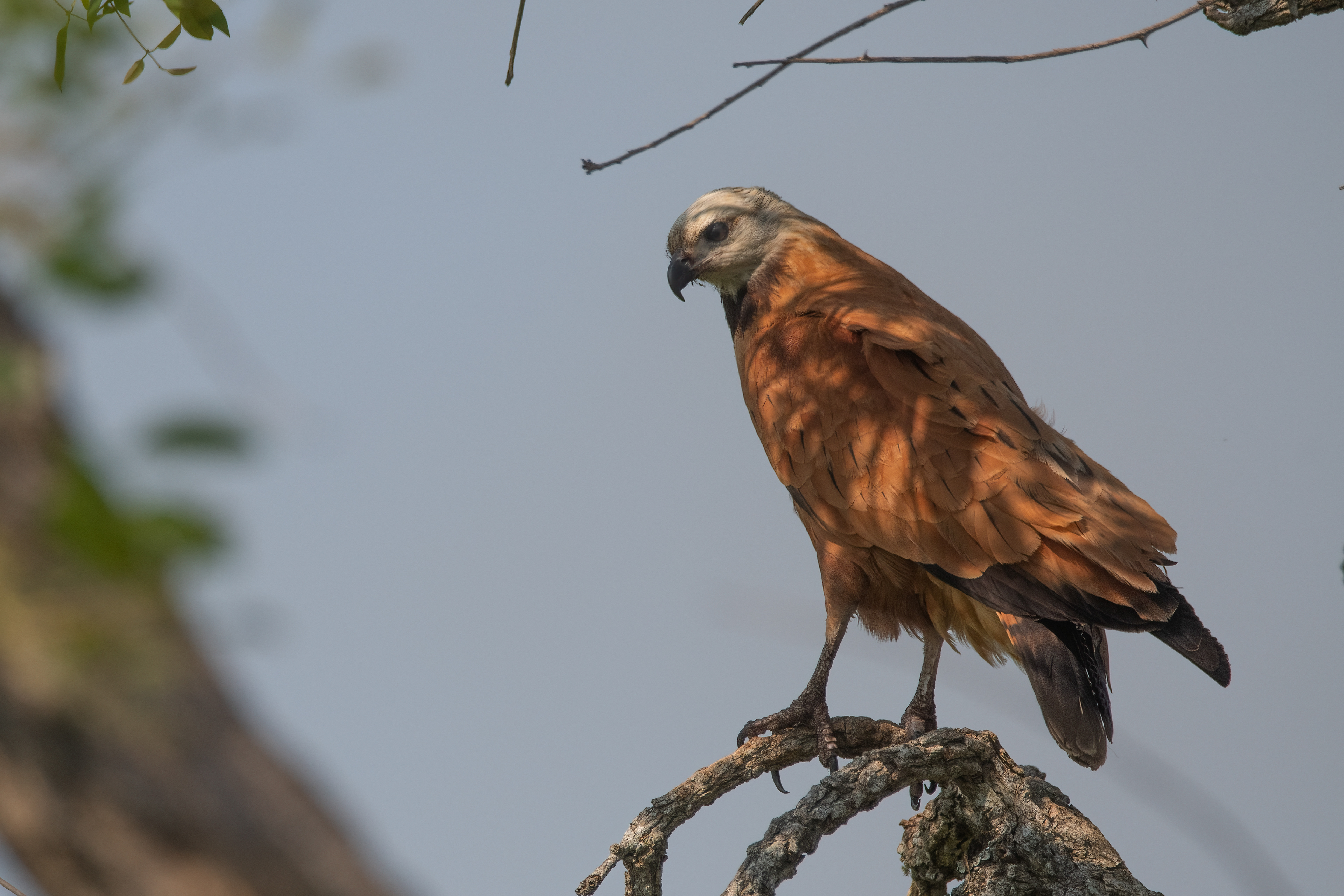 AGUILUCHO PAMPA