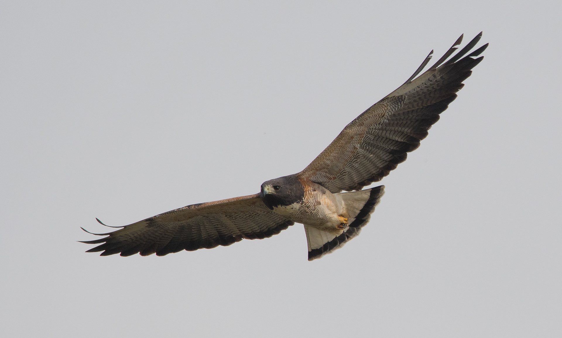 AGUILUCHO ALAS LARGAS