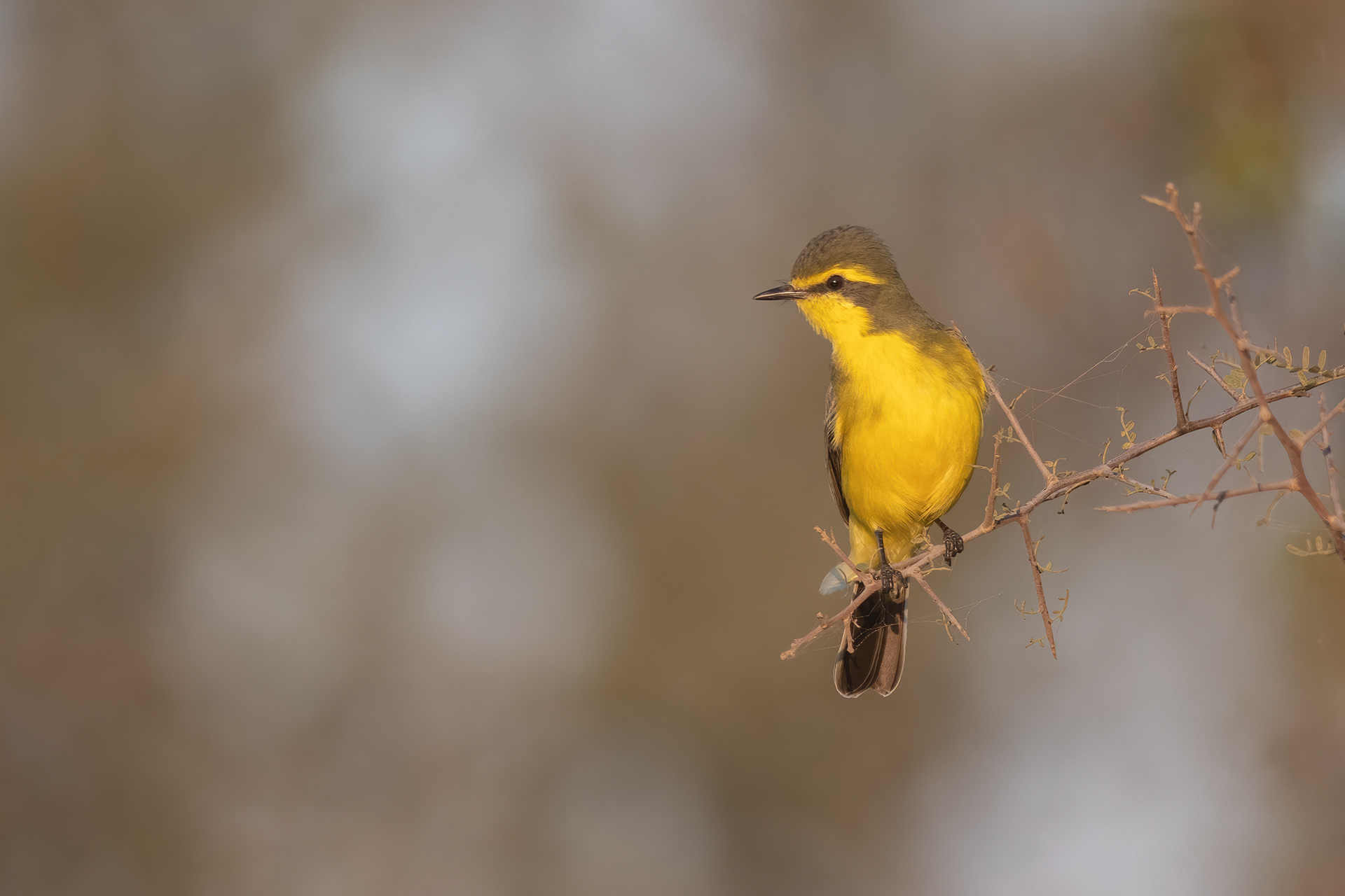 SUIRIRI AMARILLO