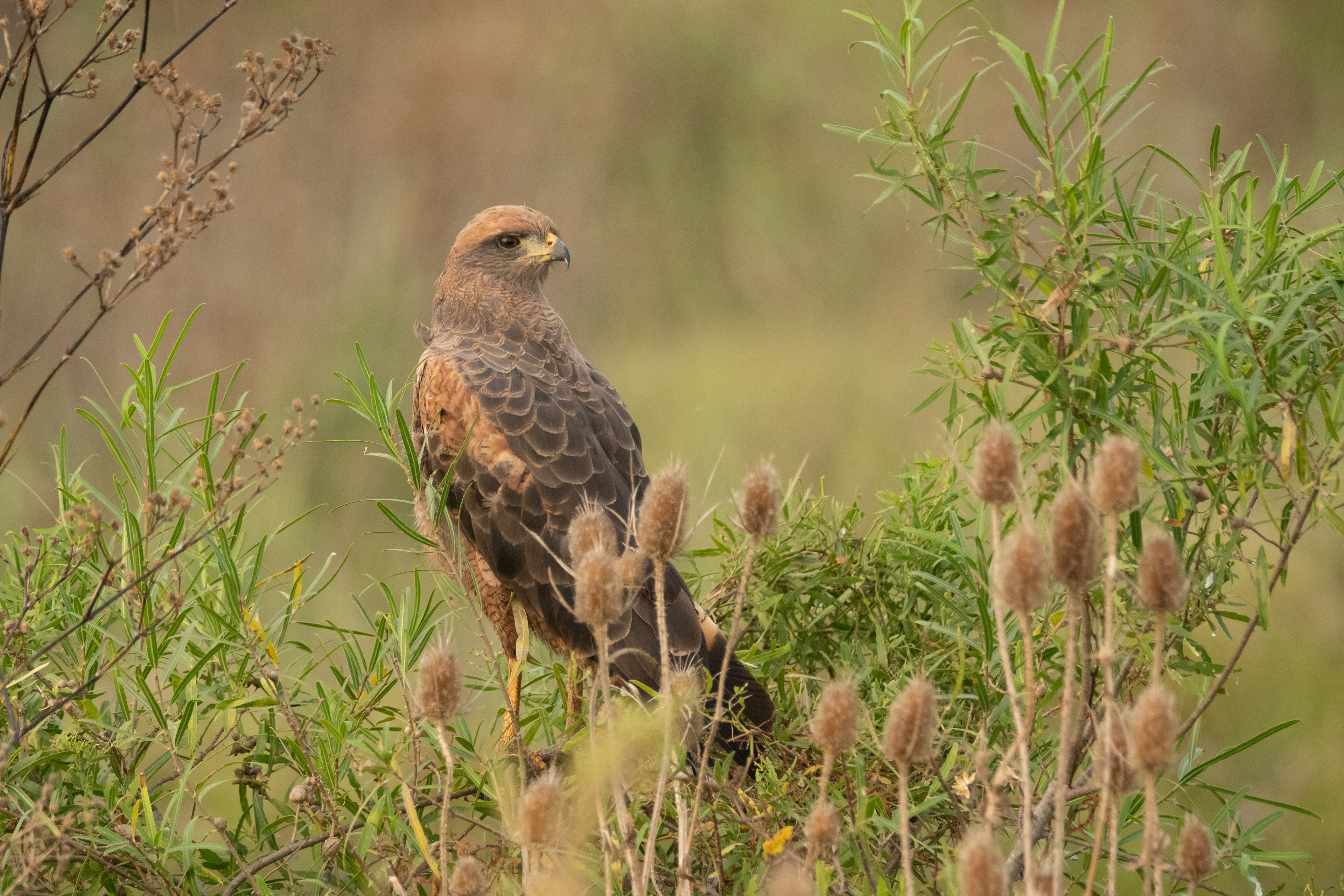 AGUILUCHO COLORADO