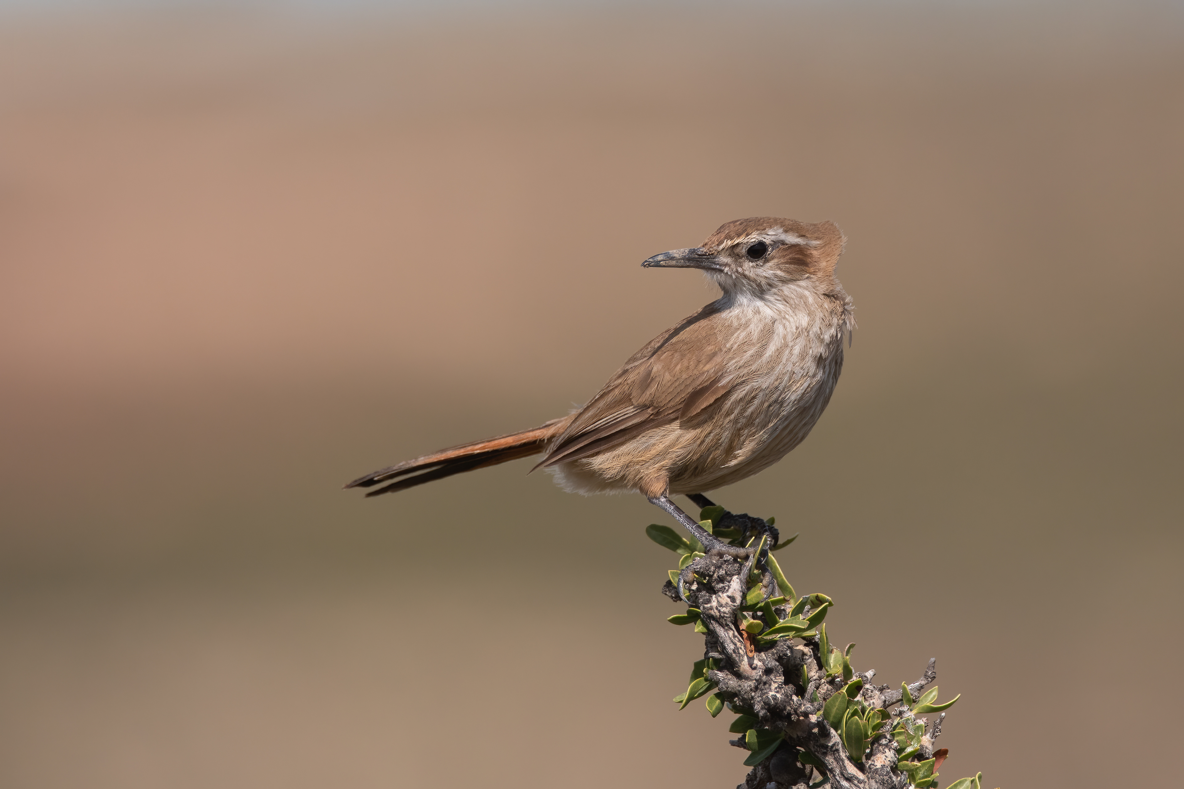 BANDURRITA PATAGONICA