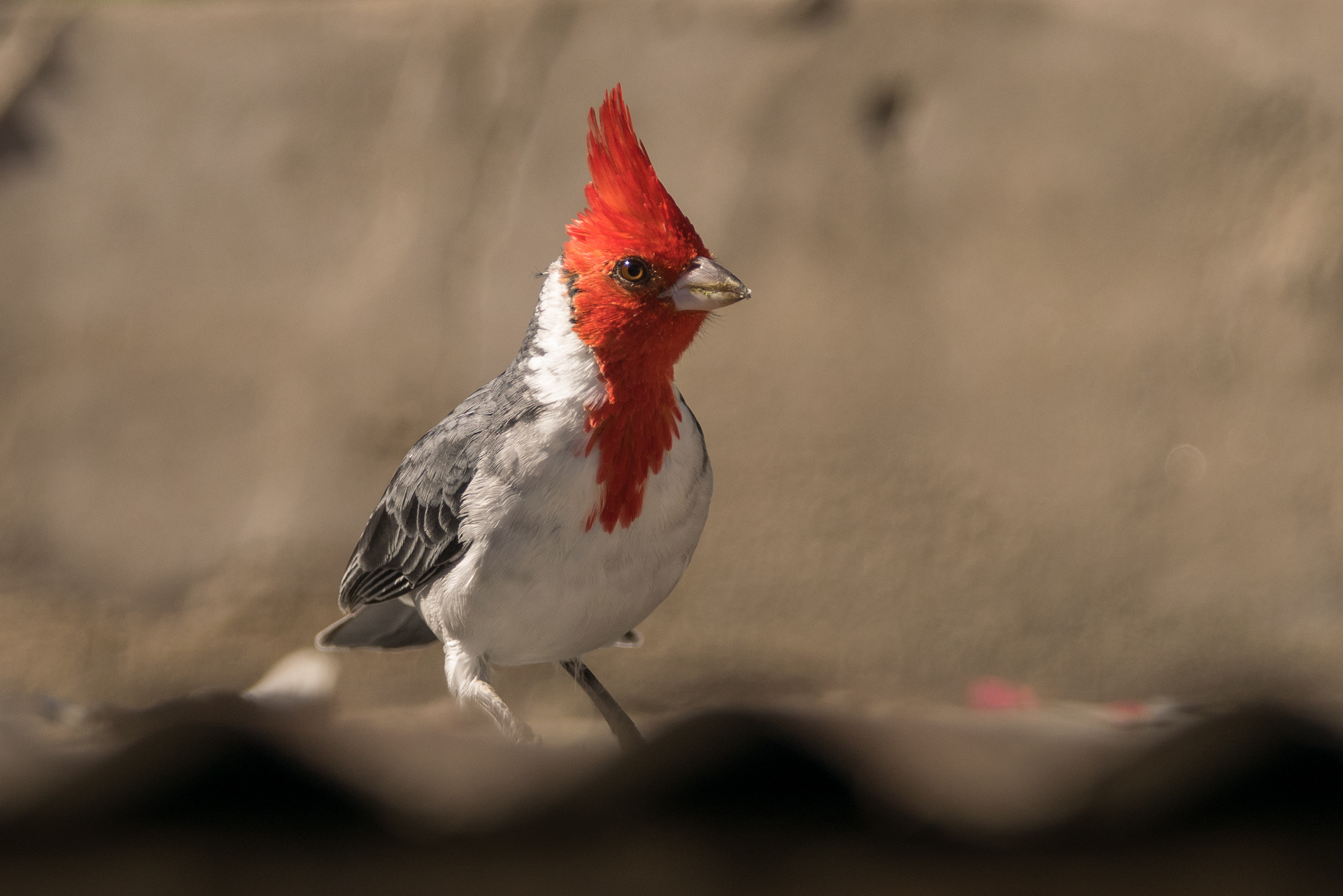 CARDENAL COPETE ROJO