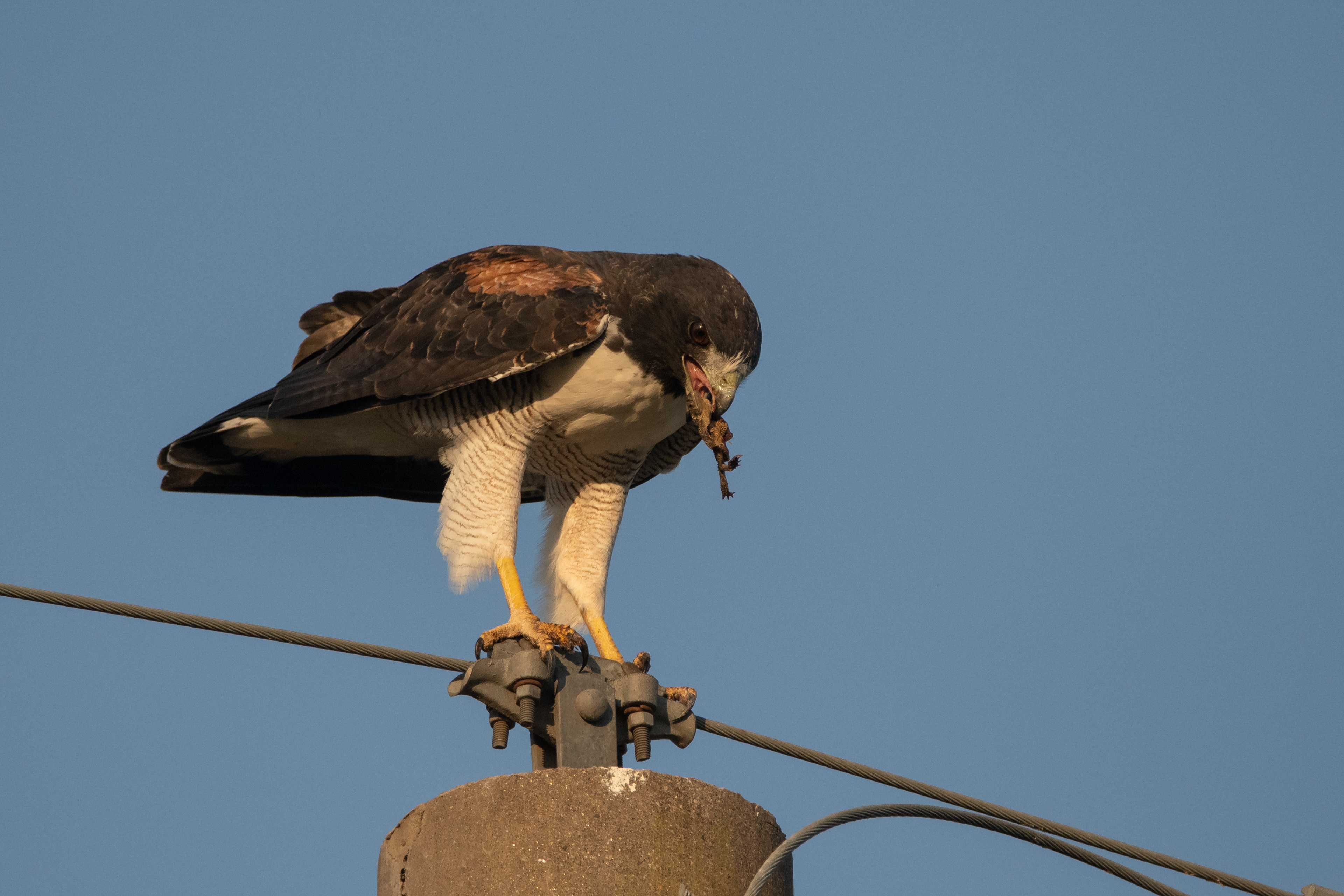 AGUILUCHO ALAS LARGAS