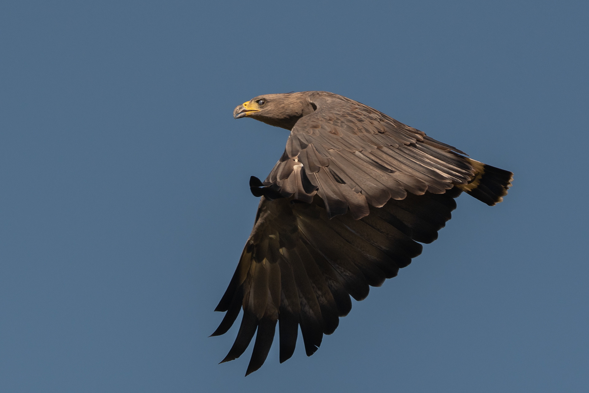 AGUILA CORONADA
