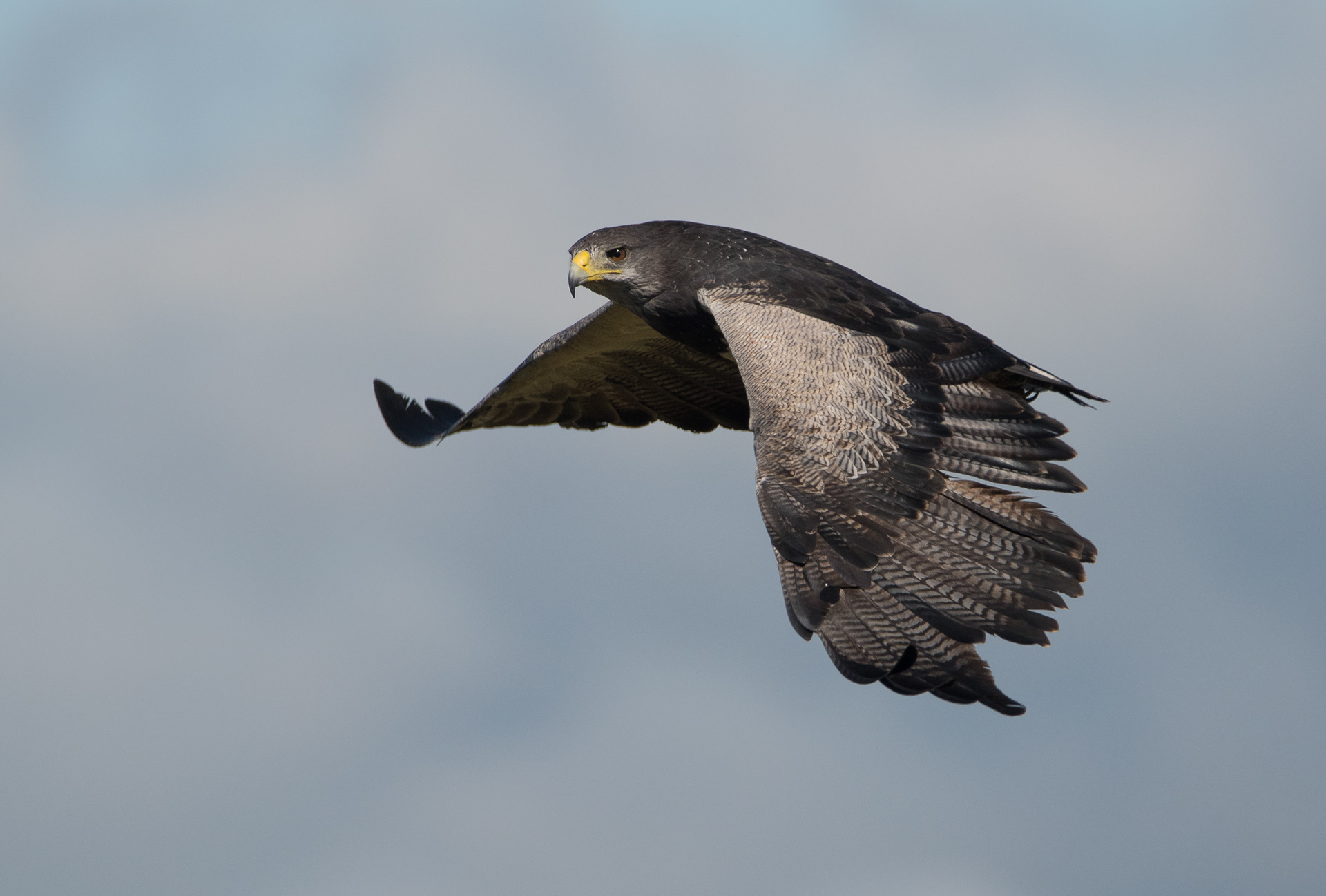 AGUILA MORA