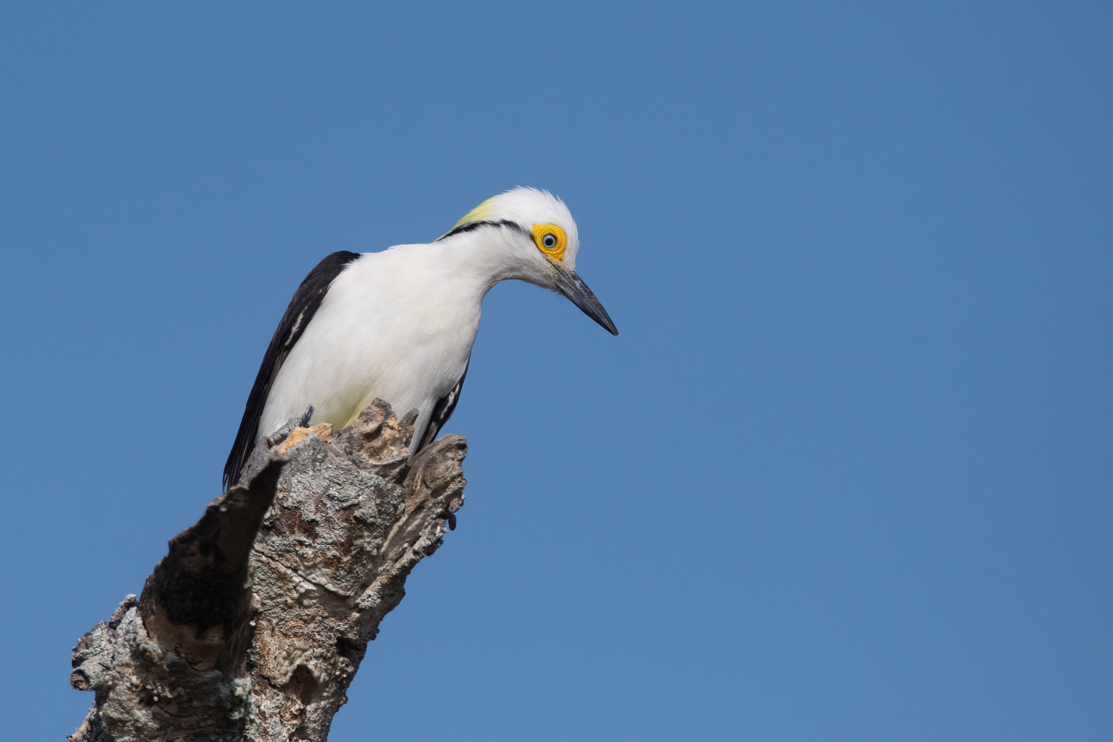 CARPINTERO BLANCO