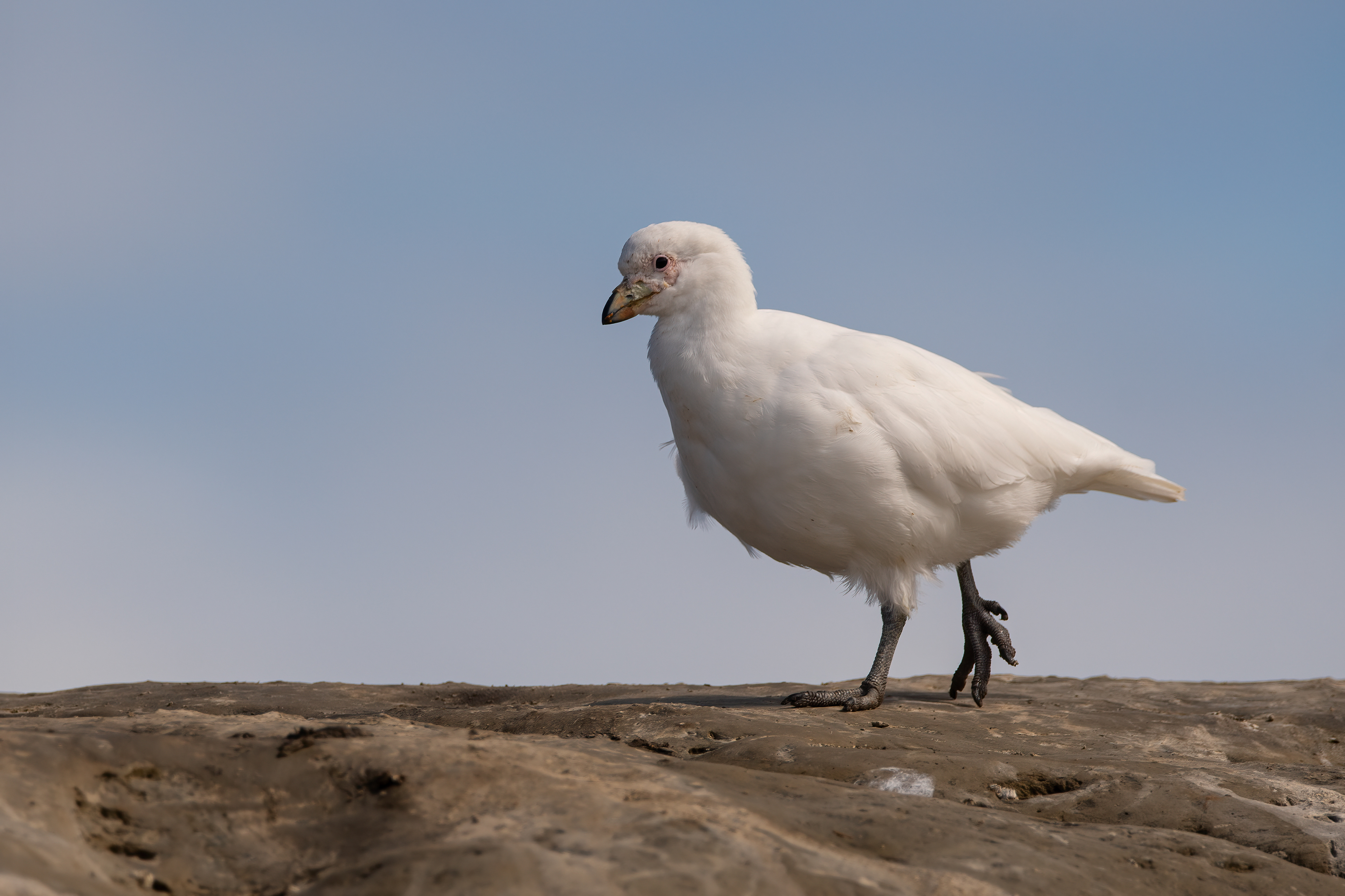 PALOMA ANTARTICA