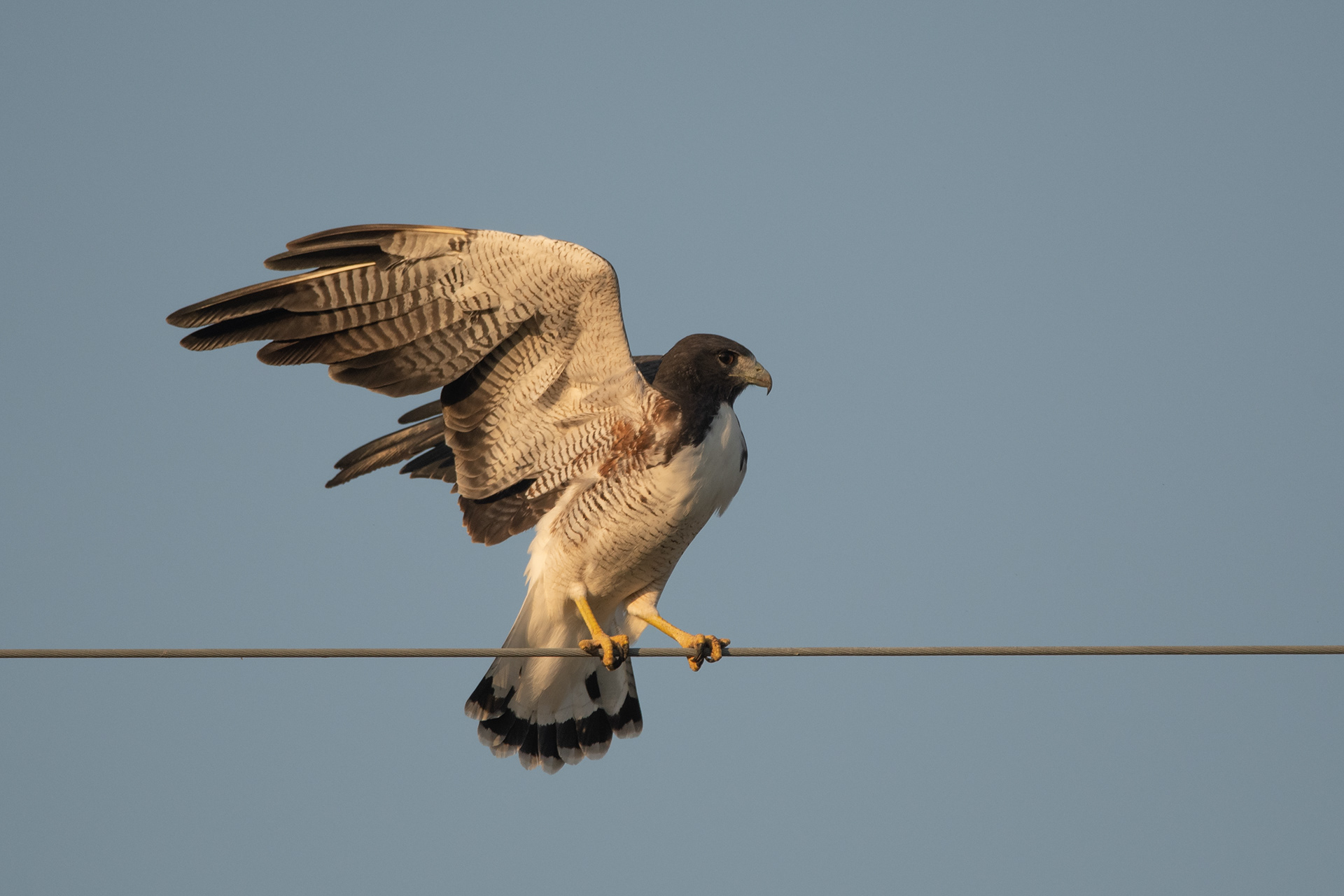 AGUILUCHO ALAS LARGAS