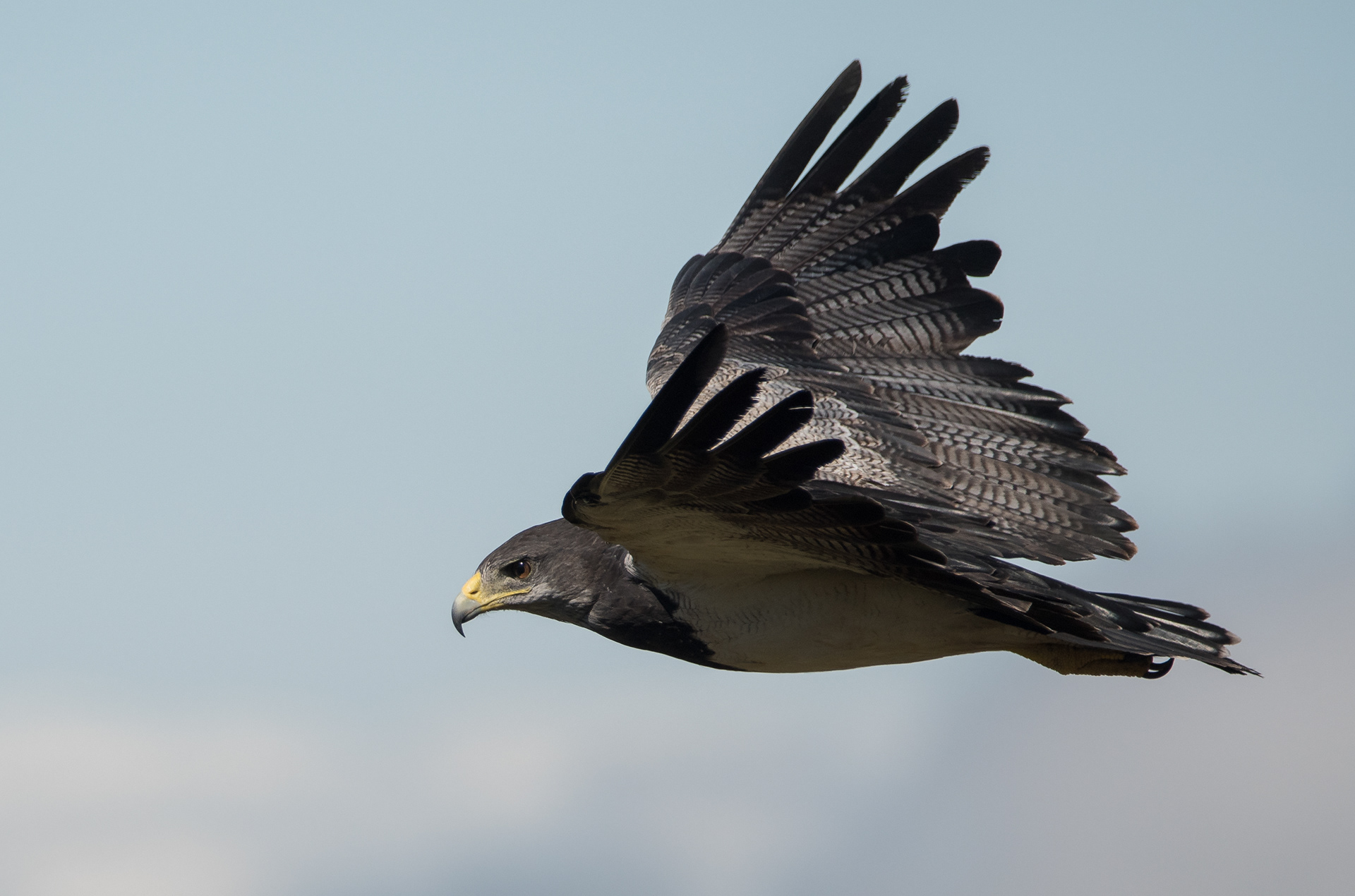 AGUILA MORA