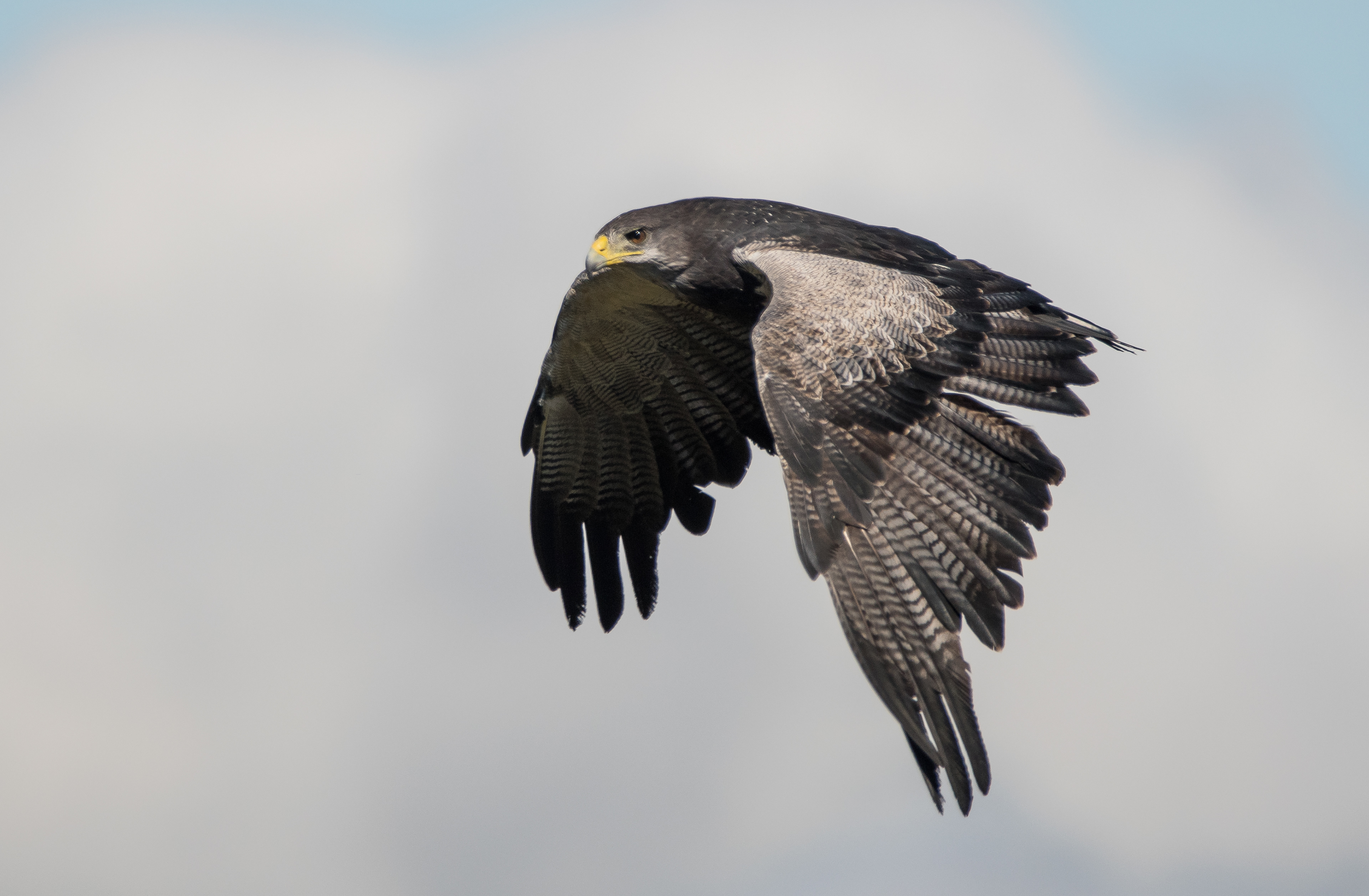AGUILA MORA