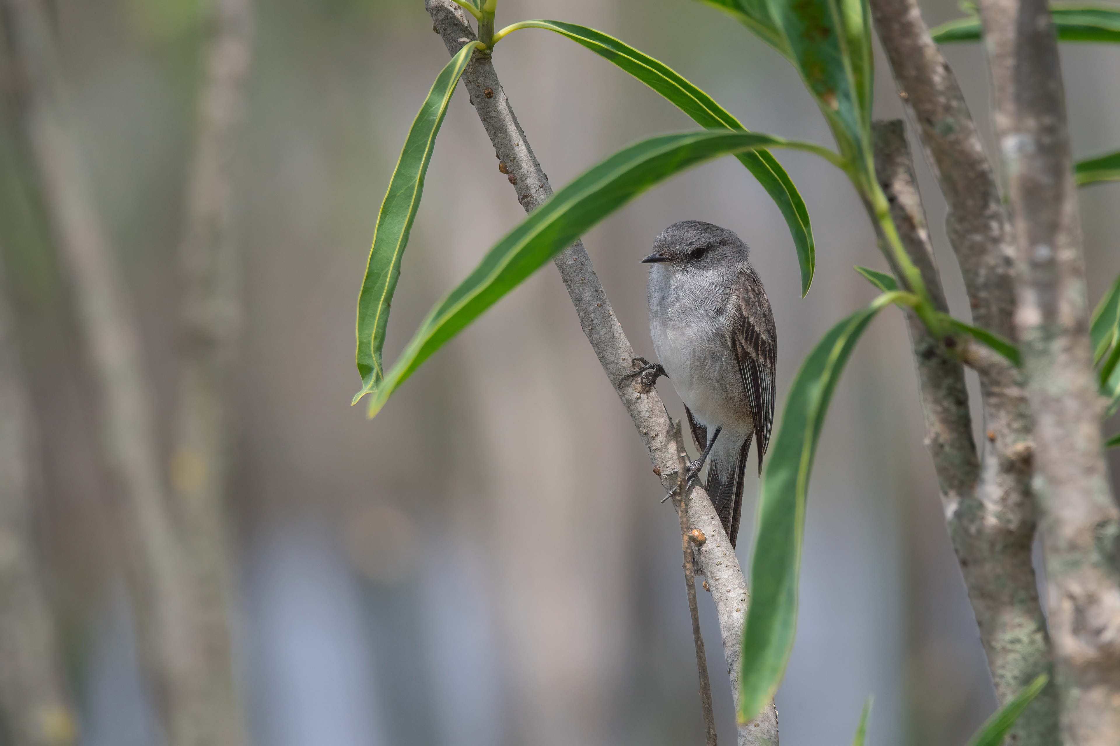 PIOJITO GRIS