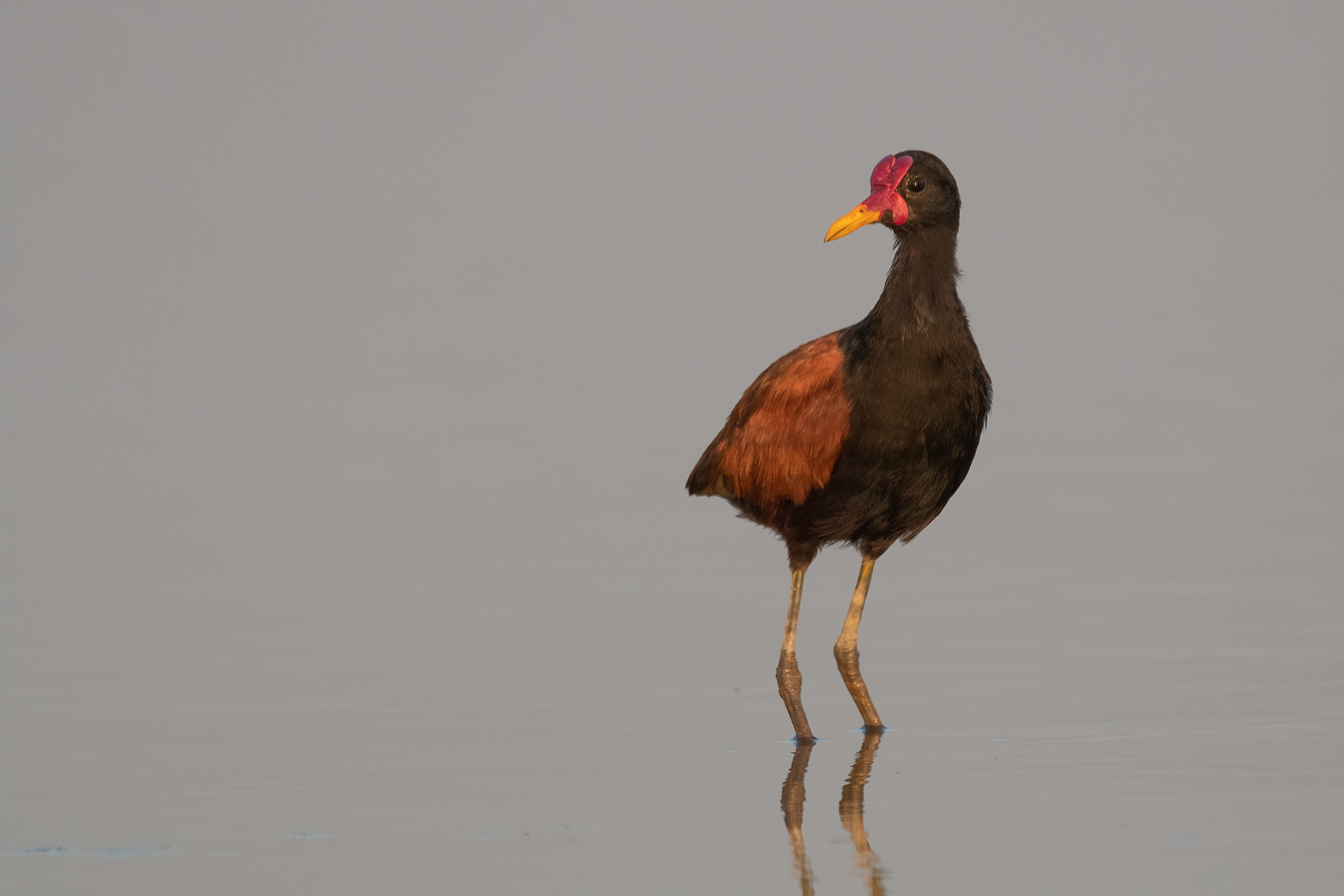 JACANA