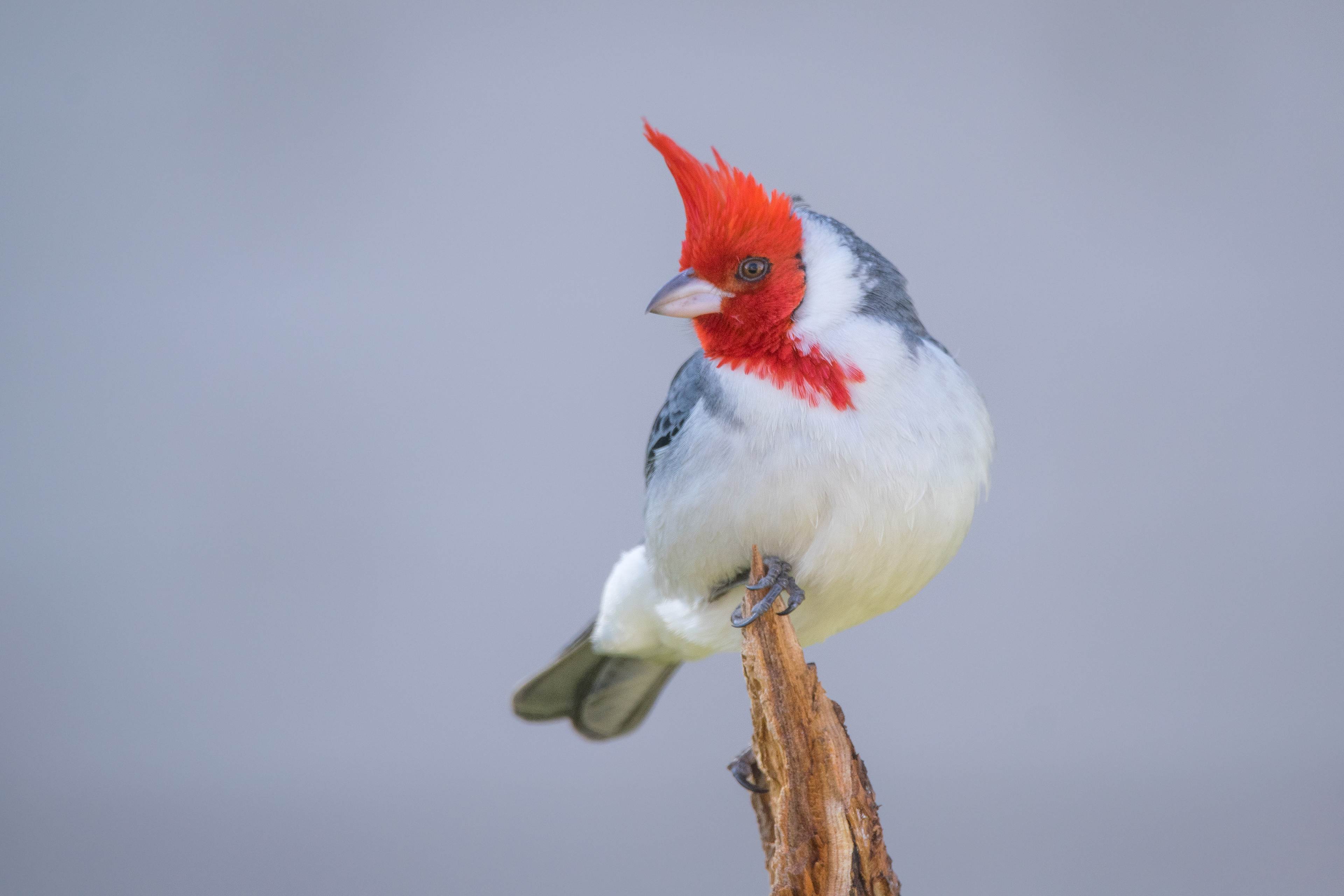 CARDENAL COPETE ROJO