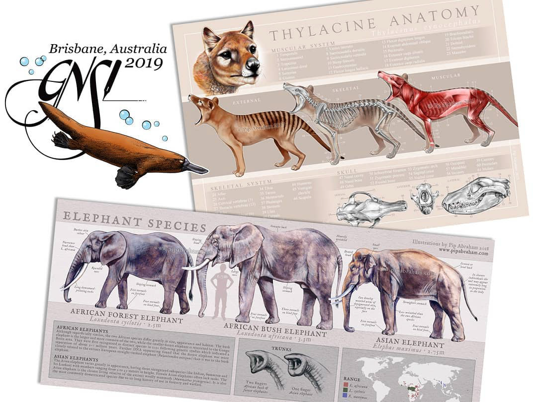 Contributions to the Guild of Natural Science Illustrators Members Exhibition, Queensland Museum 2019
