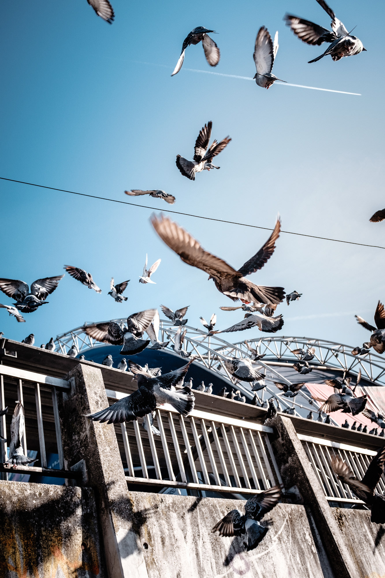 Zahlreiche Vögel im Flug vor urbanem Hintergrund und Himmel