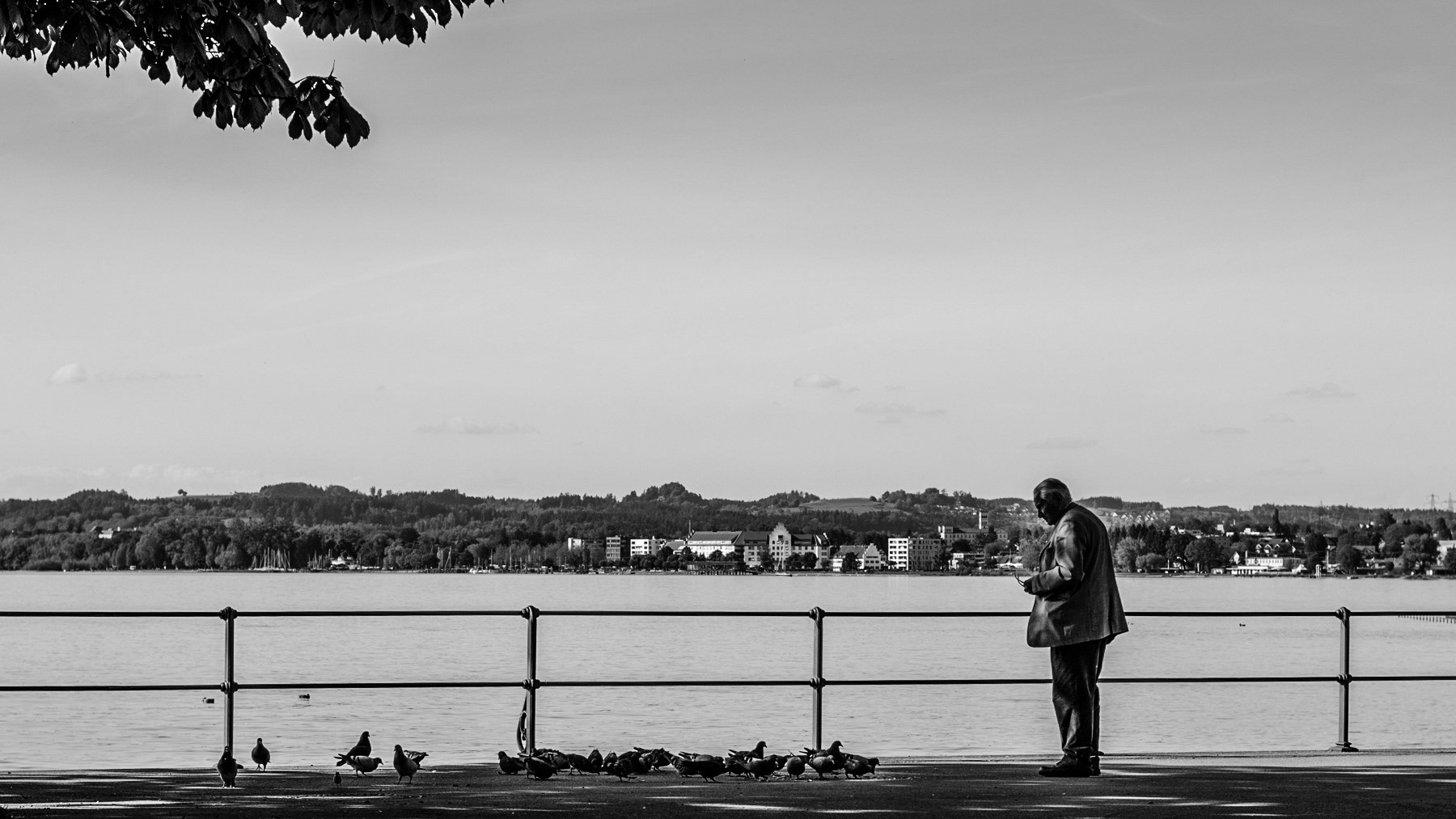 Alter Mann beobachtet Vogel am See