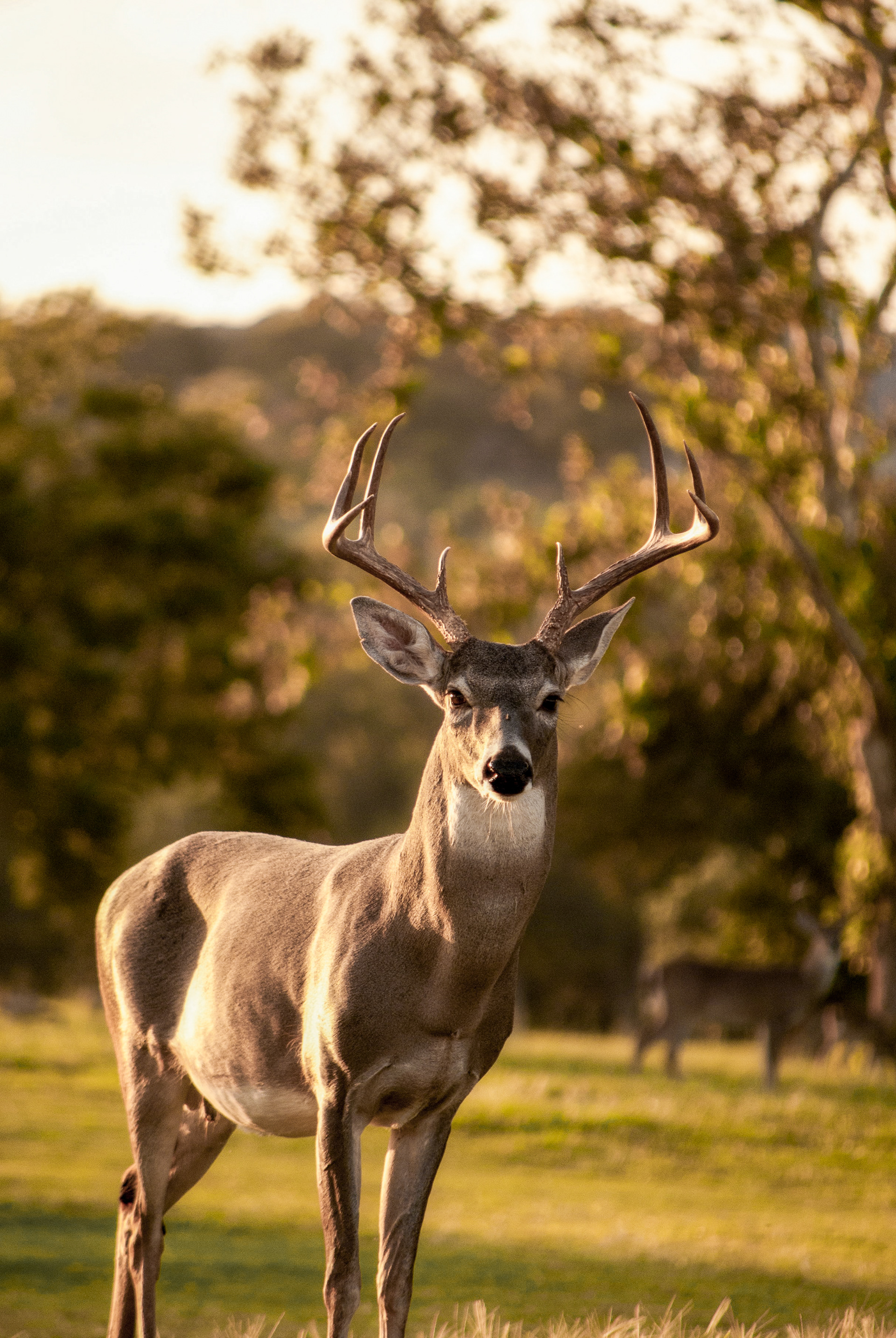 Deer with tall antlers standing in golden sunlight against softly blurred forest background.