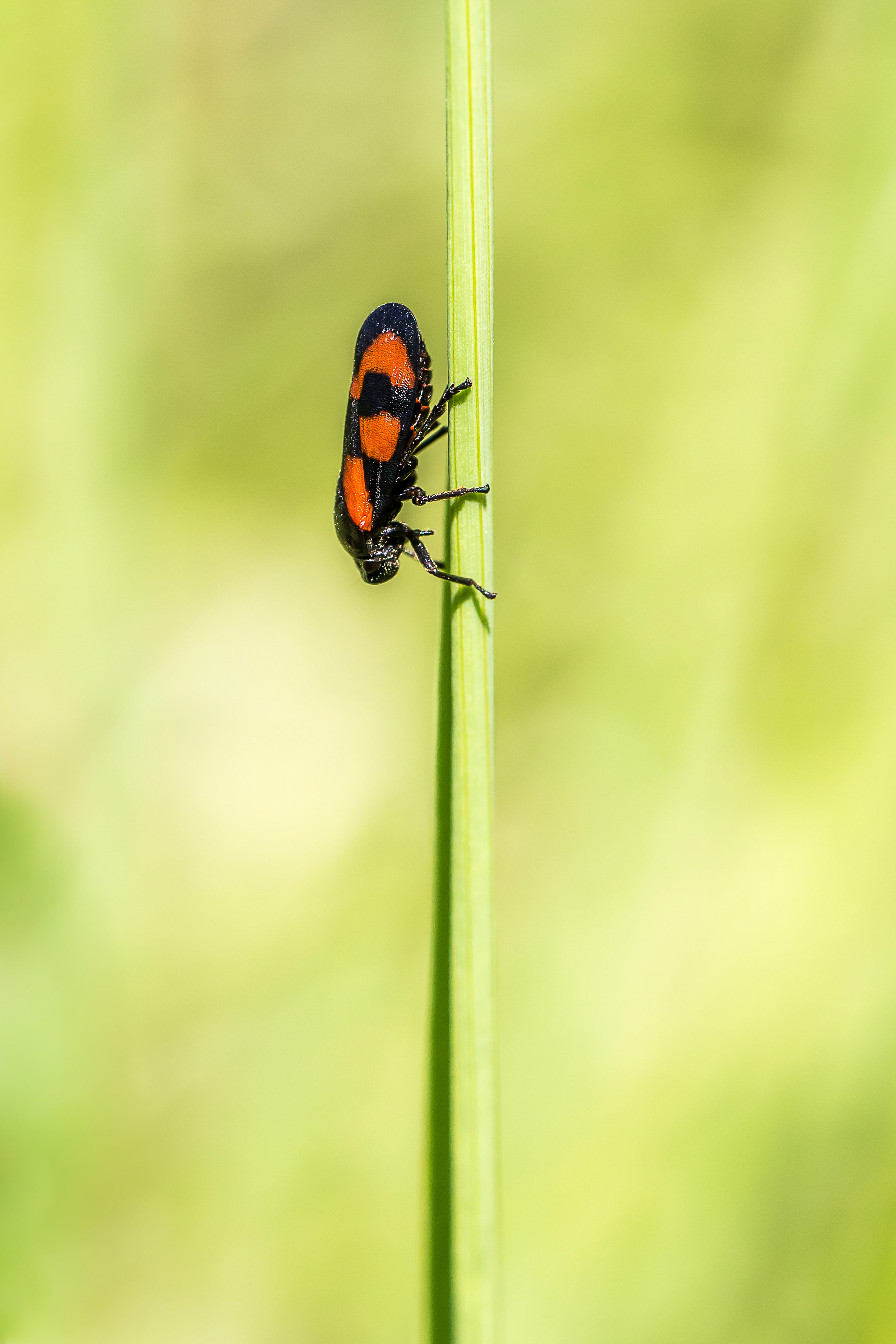 POIRRIER MONIQUE . 30x45 . 35€