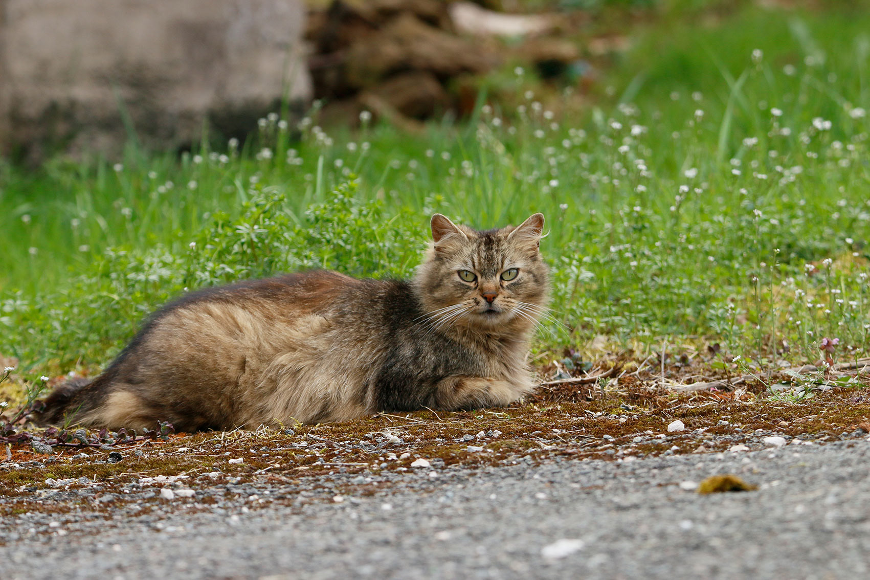 GRAFF Marie . 45x30 . 30€