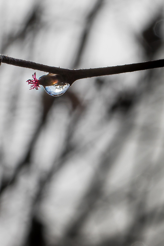 - VENDU - POIRRIER MONIQUE . 30x45 . 35€