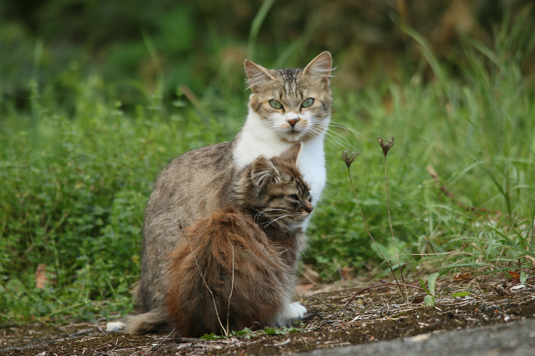 GRAFF Marie . 45x30 . 30€