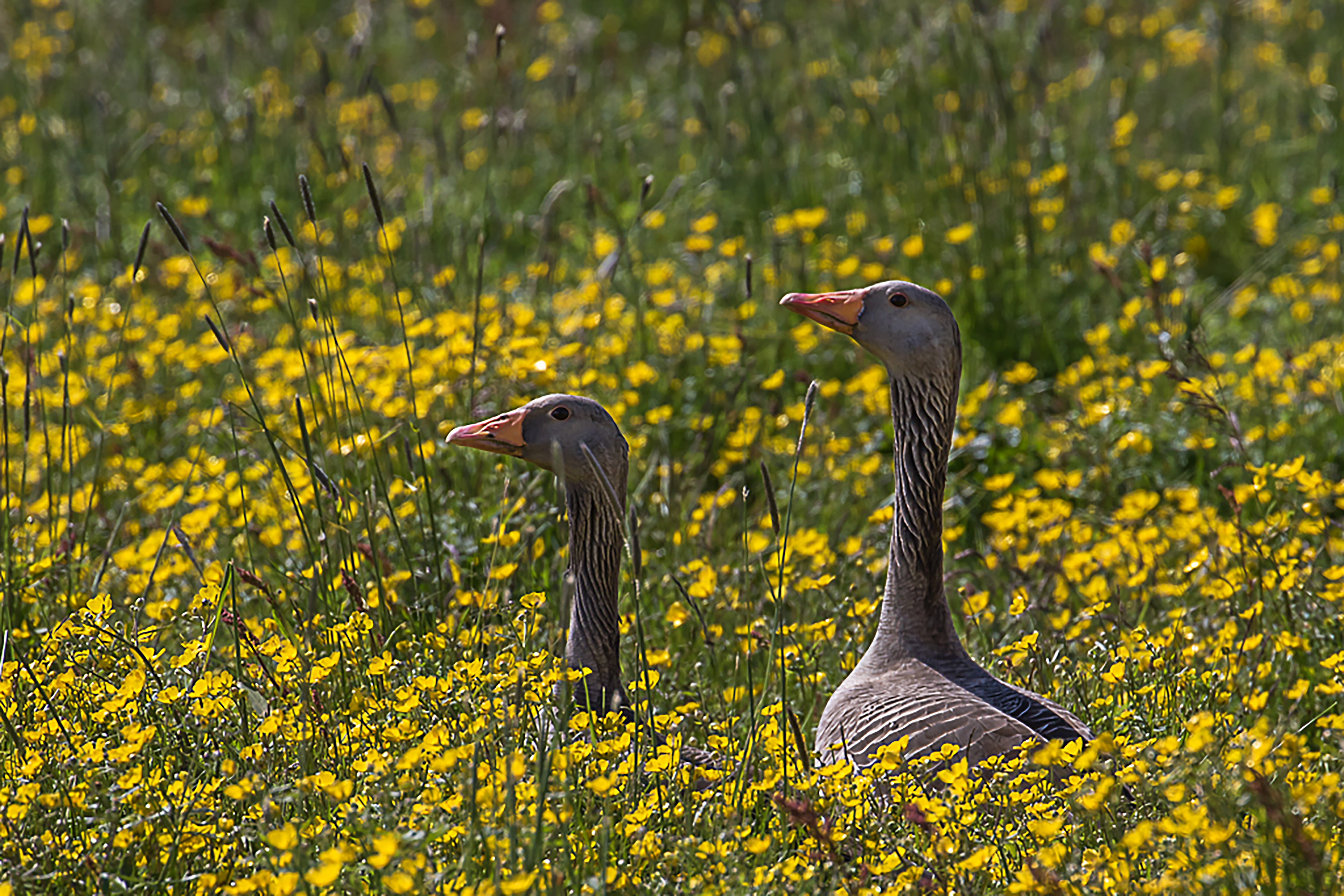 POIRRIER MONIQUE . 45x30 . 35€