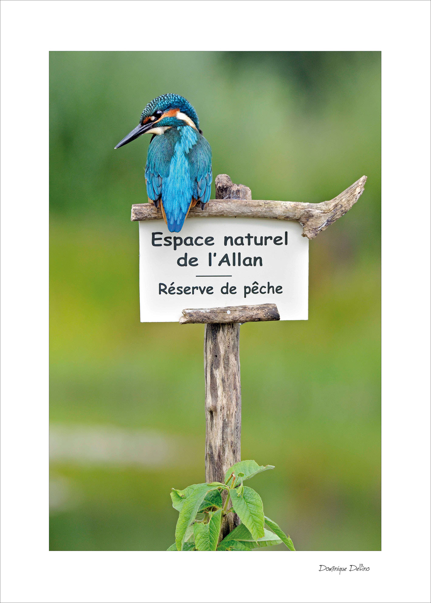 DELFINO DOMINIQUE . 40x60 . 100€