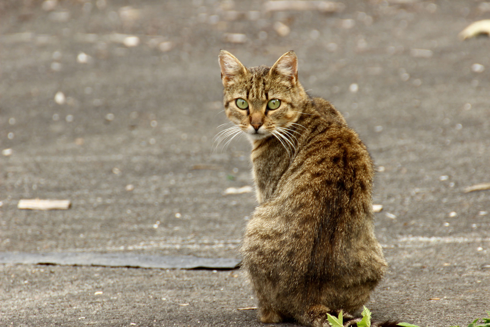 GRAFF Marie . 45x30 . 30€