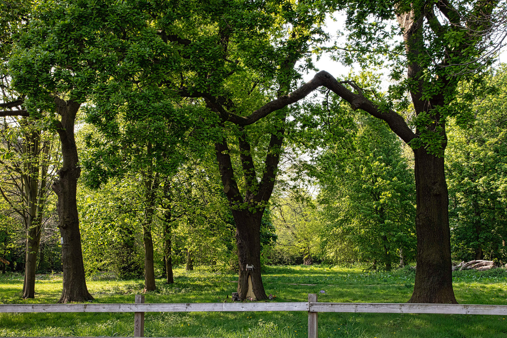 Carlett Glade Woods