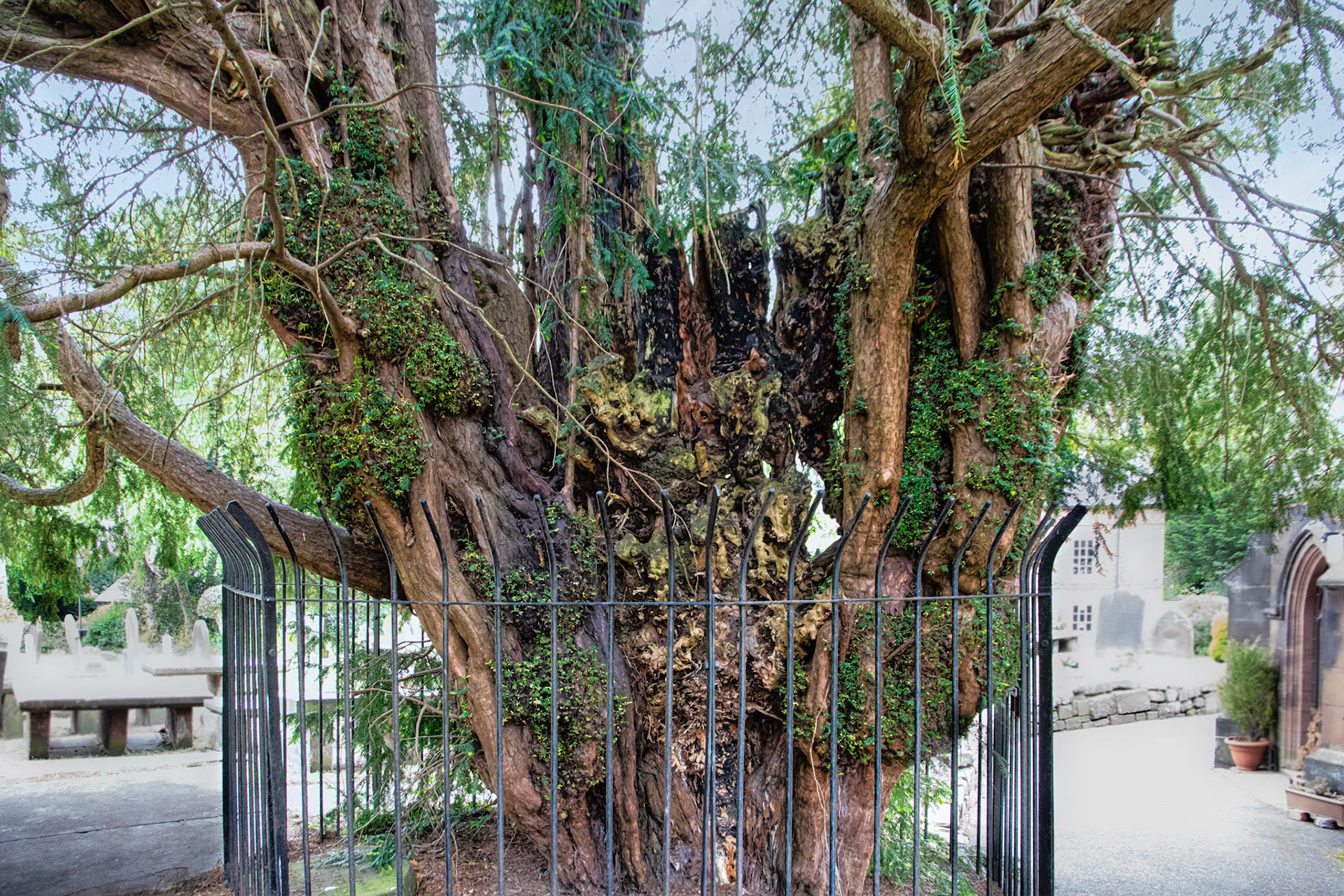 Yew Tree dated from 1152