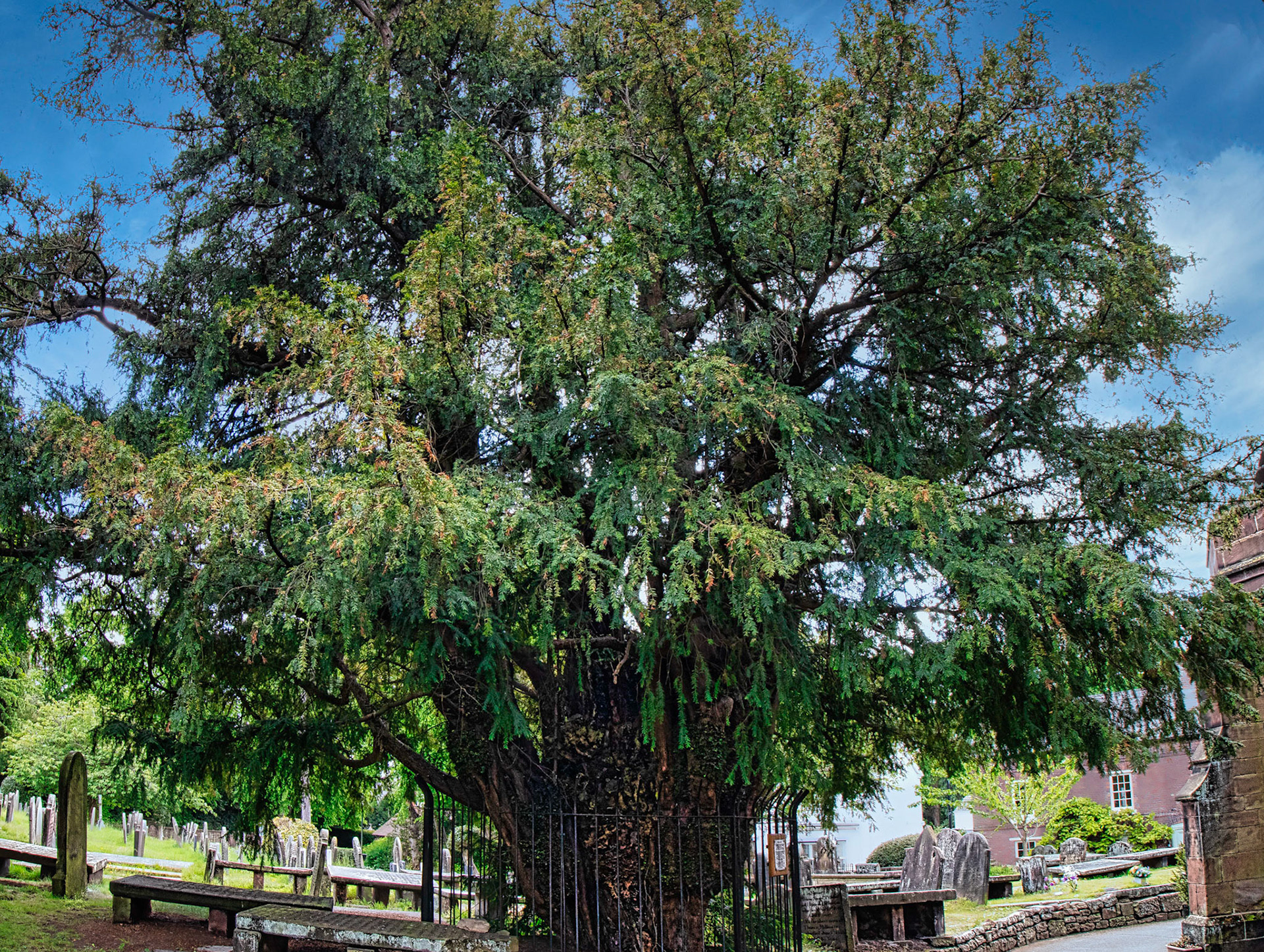 Yew Tree dated from 1152