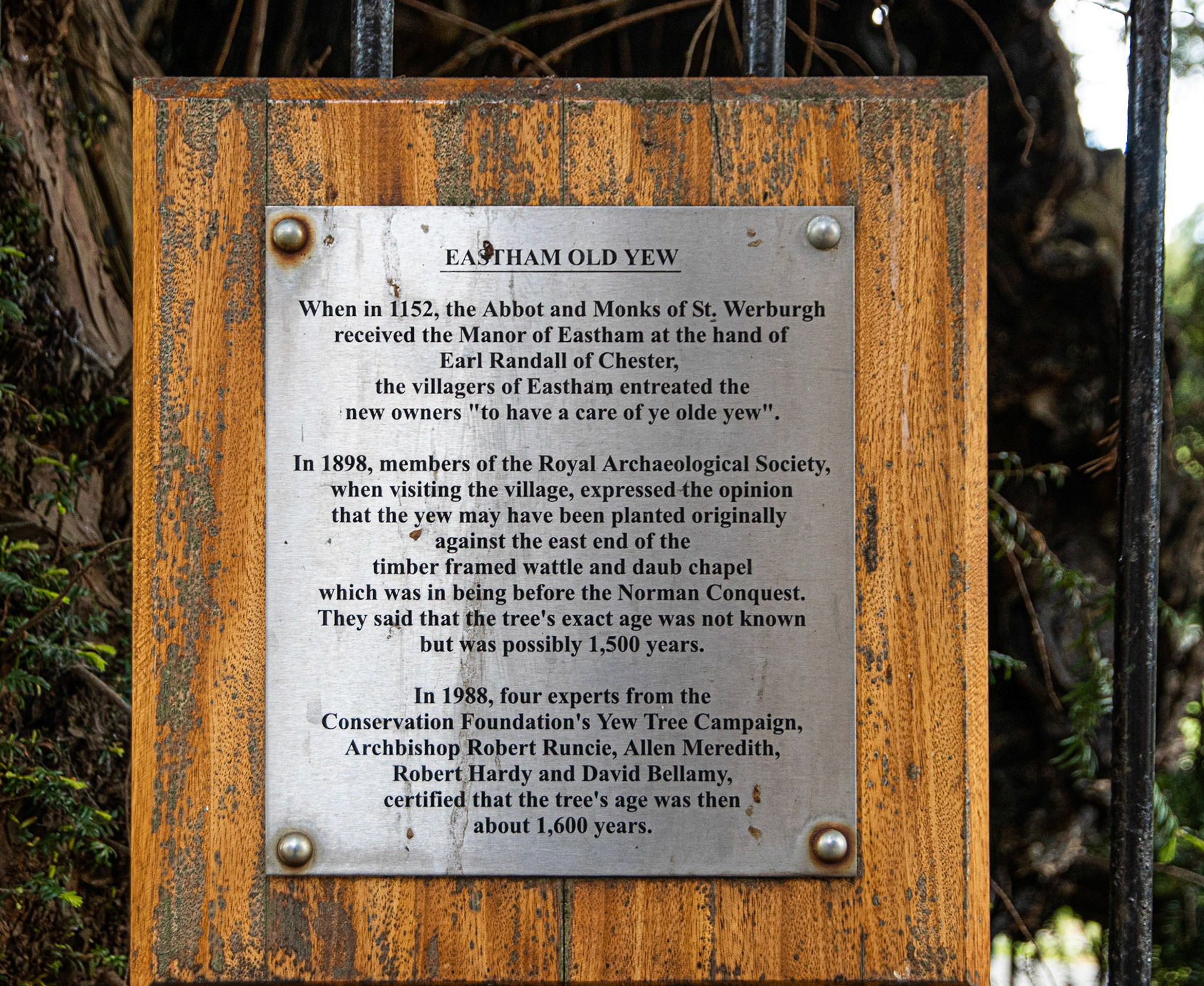 Yew Tree History