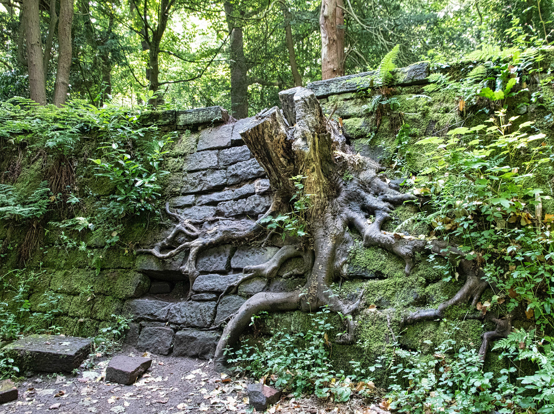 AN old tree growing from the Pleasure Gardens Wall