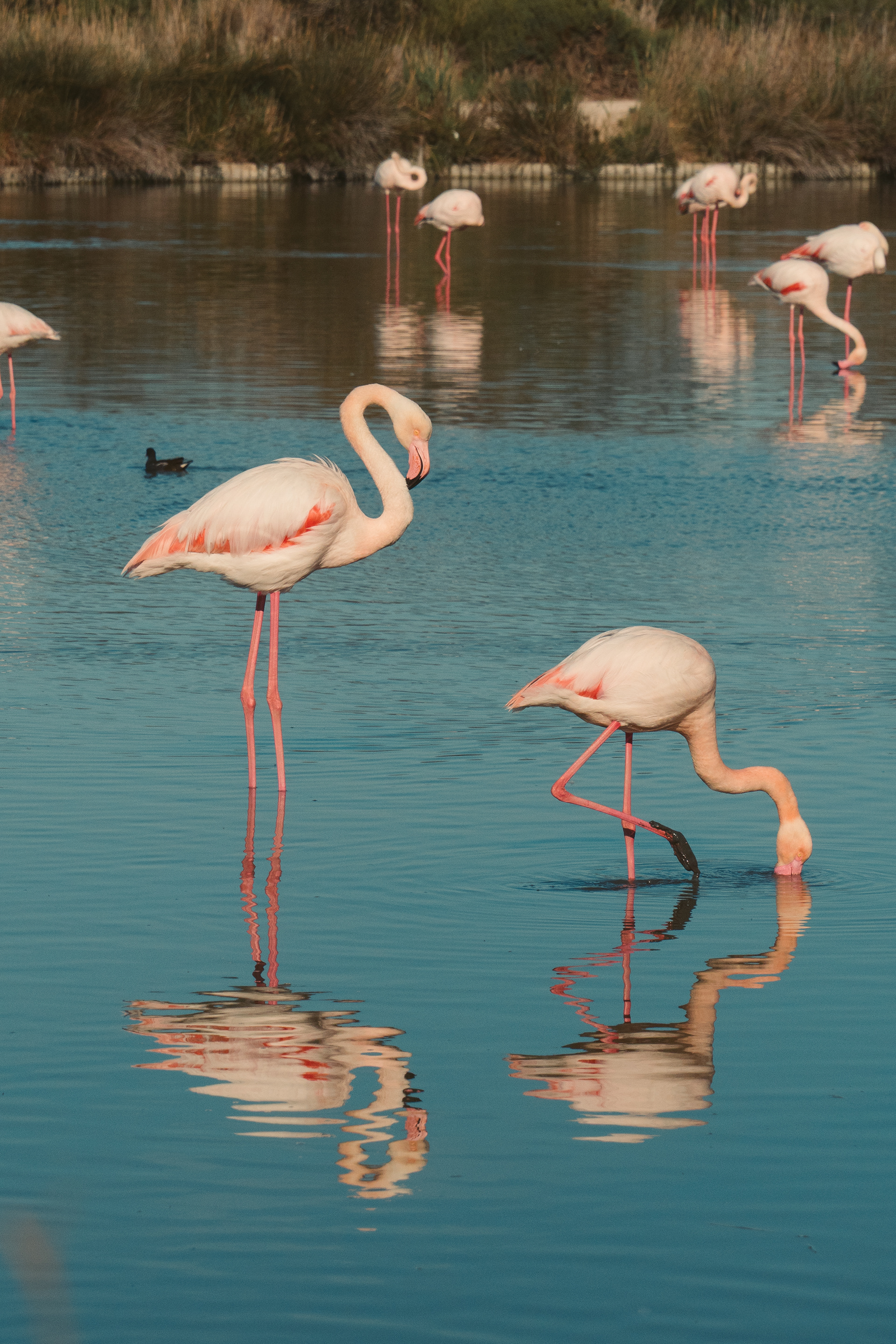 FLAMANTS ROSES