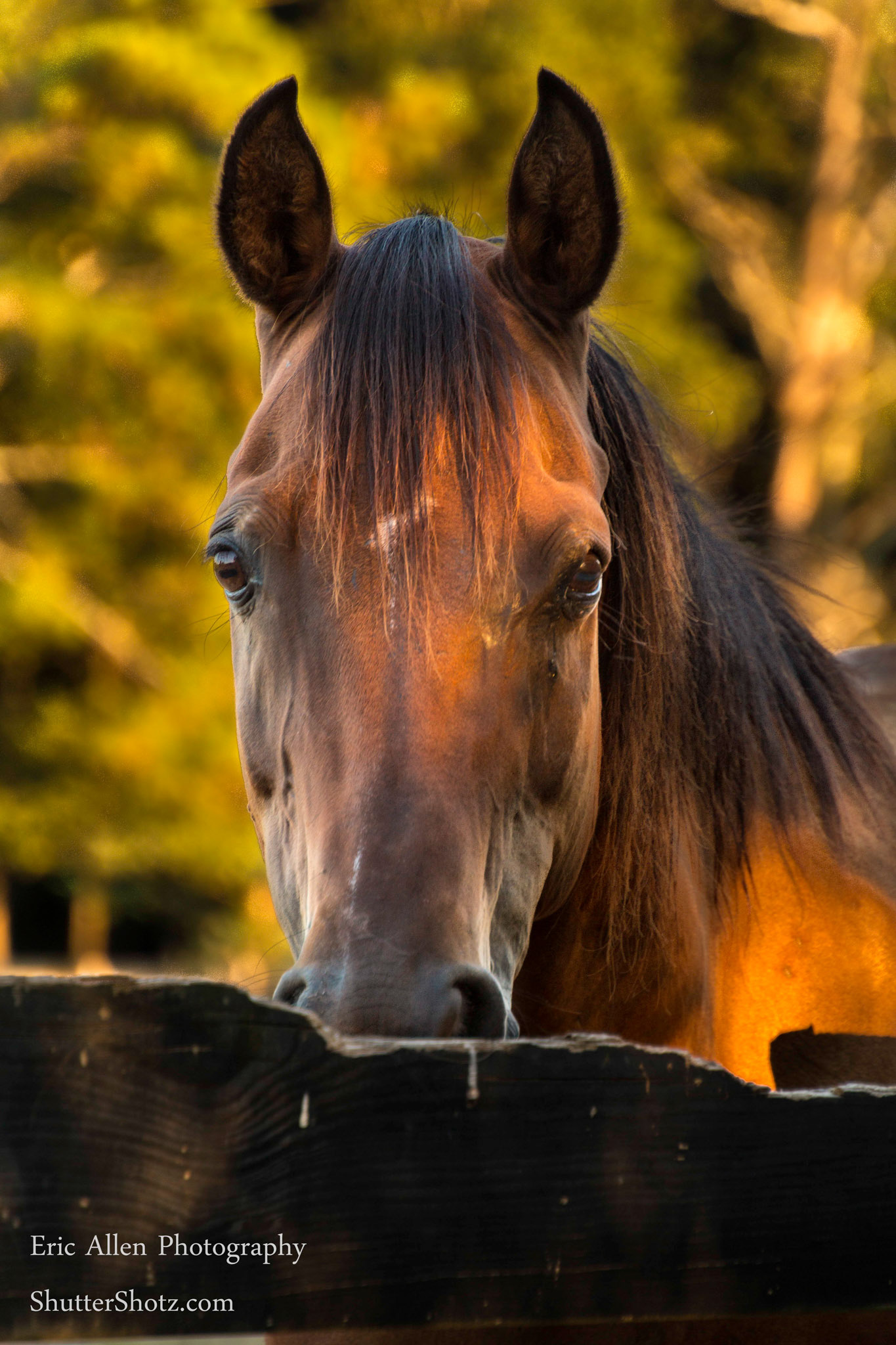 "Shock"  Ariabian Gelding