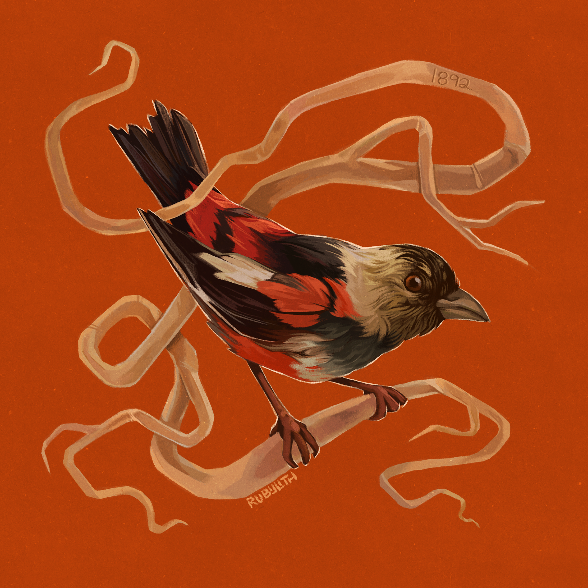 The ʻUla-ʻai-hāwane (Ciridops anna) was a Hawaiian Honeycreeper that lived in the forested mountains on the big island of Hawaiʻi. It has been extinct since 1892. Not much is known about the bird—There are only 5 surviving museum specimens of this bird, and a few 19th-early 20th century renderings of it, most of which were made after the bird was already gone. 