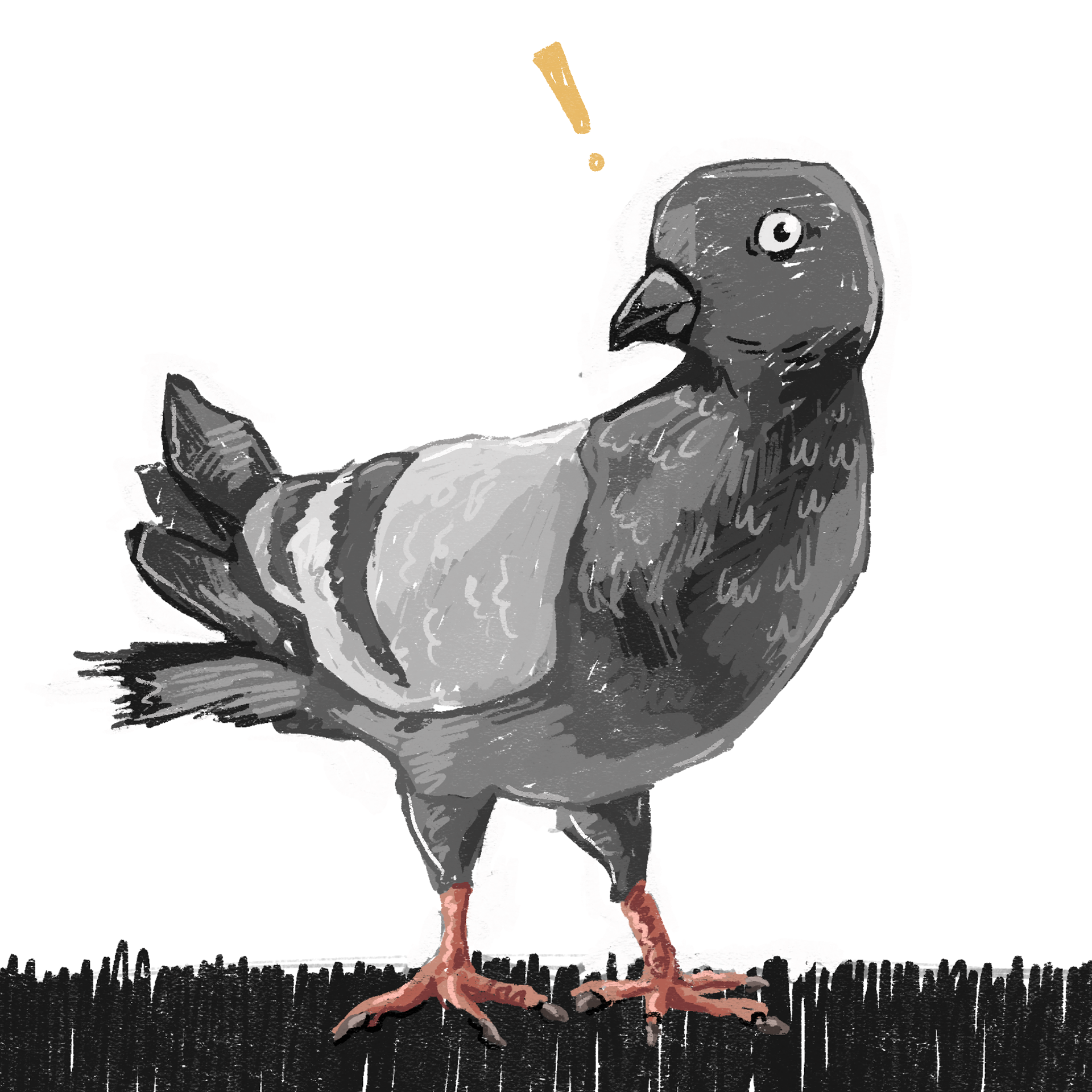 6. Pigeon