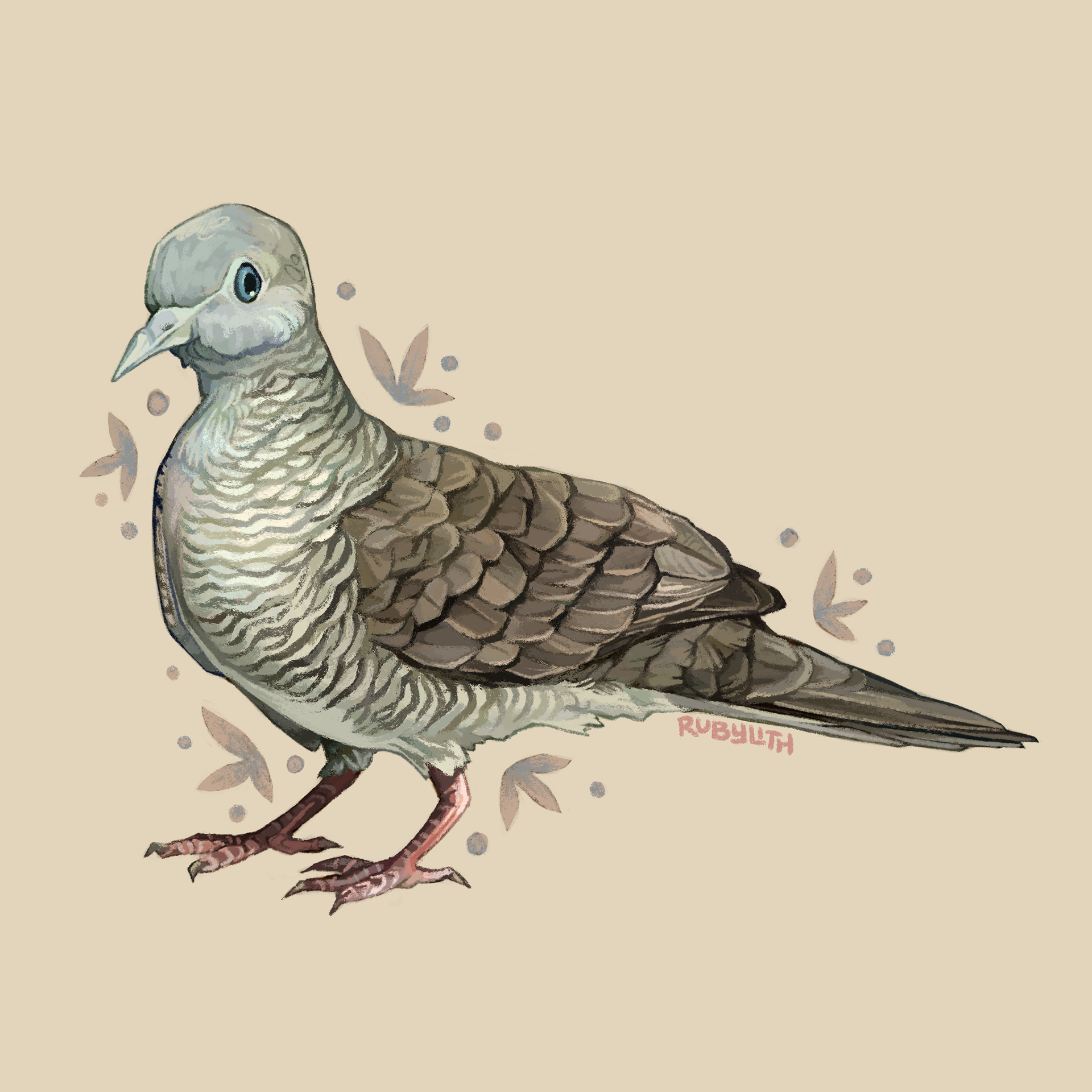 The zebra dove (Geopelia striata) is a Southeast Asian bird that was introduced to Hawaiʻi in the 1920s, due to its popularity as a captive bird. They are now one of the most abundant birds found in Hawaiʻi. 